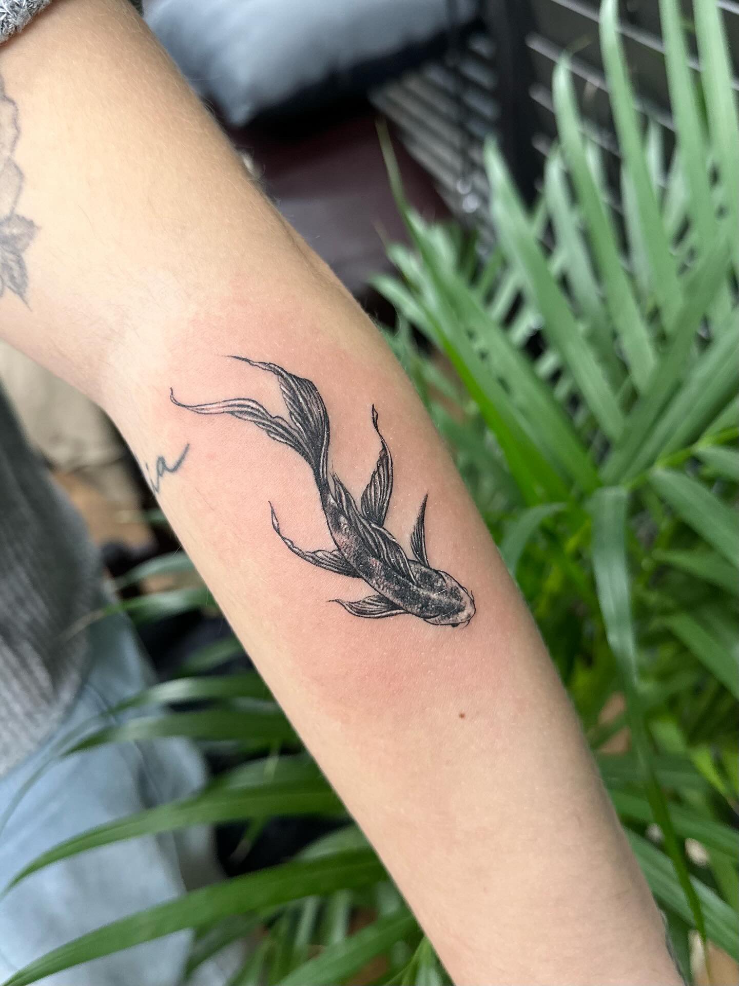 M black koi.jpeg