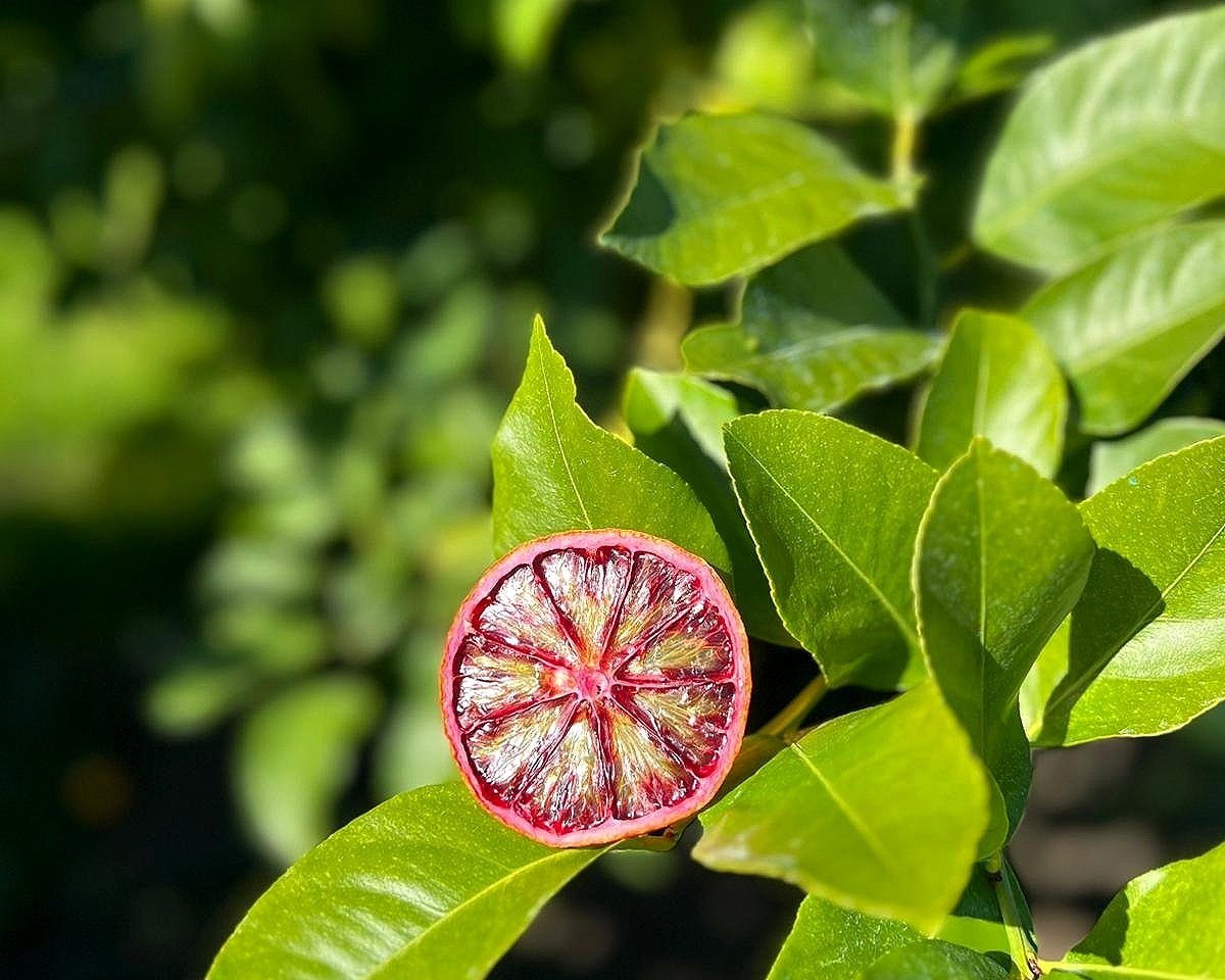 Dried Blood Oranges