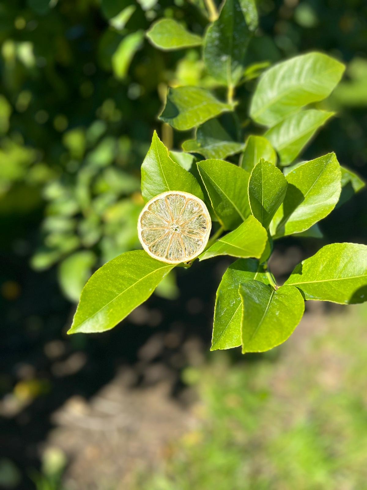 Dried Lemons
