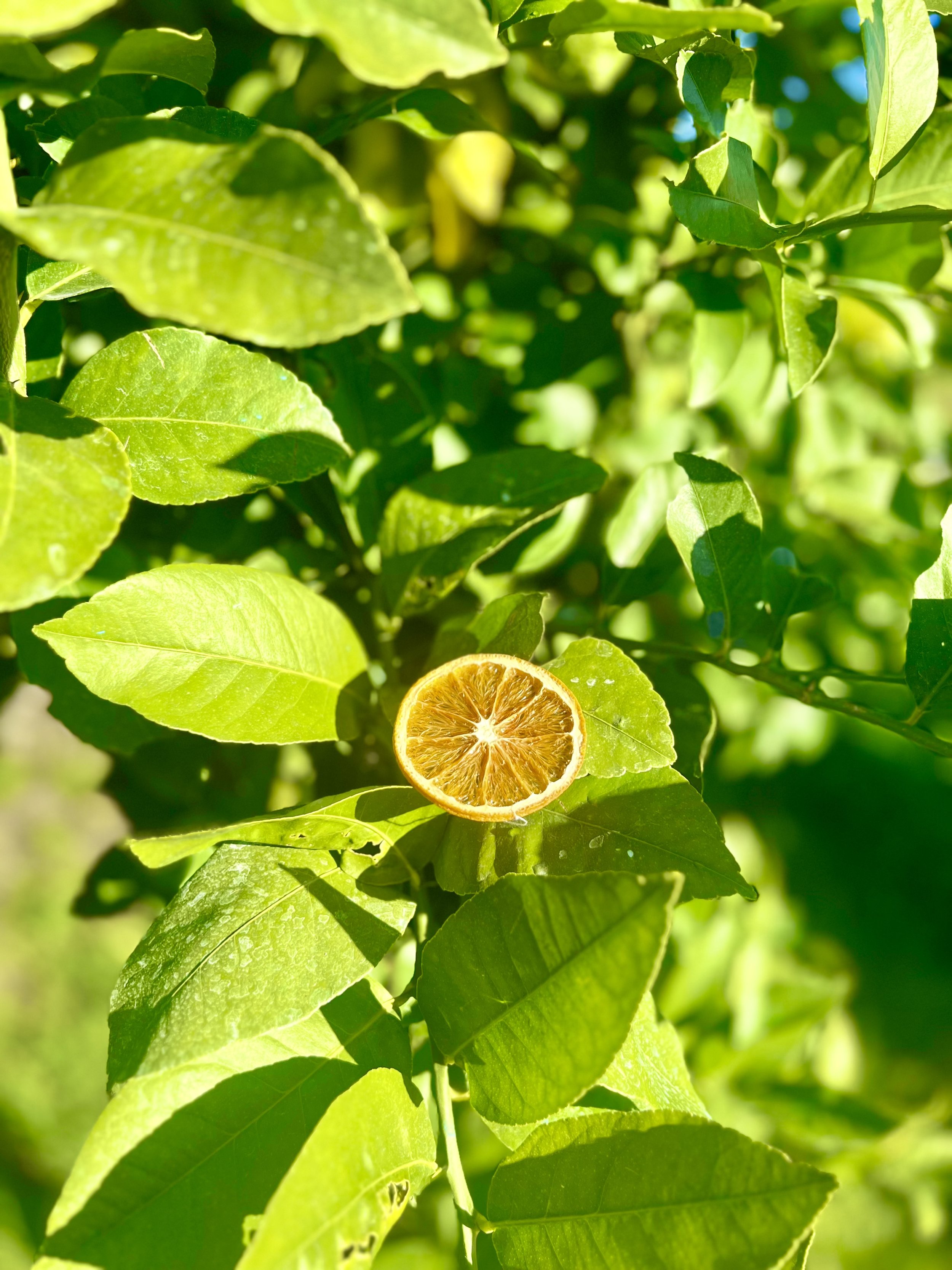Dried Oranges