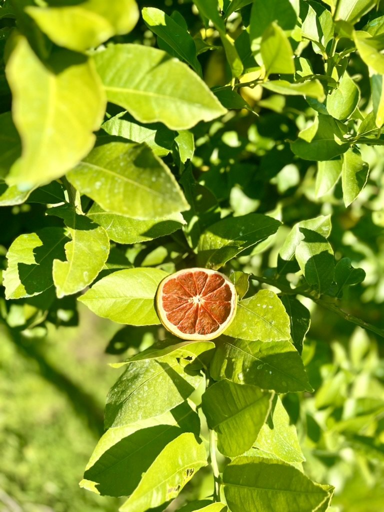 Dried Ruby Grapefruit