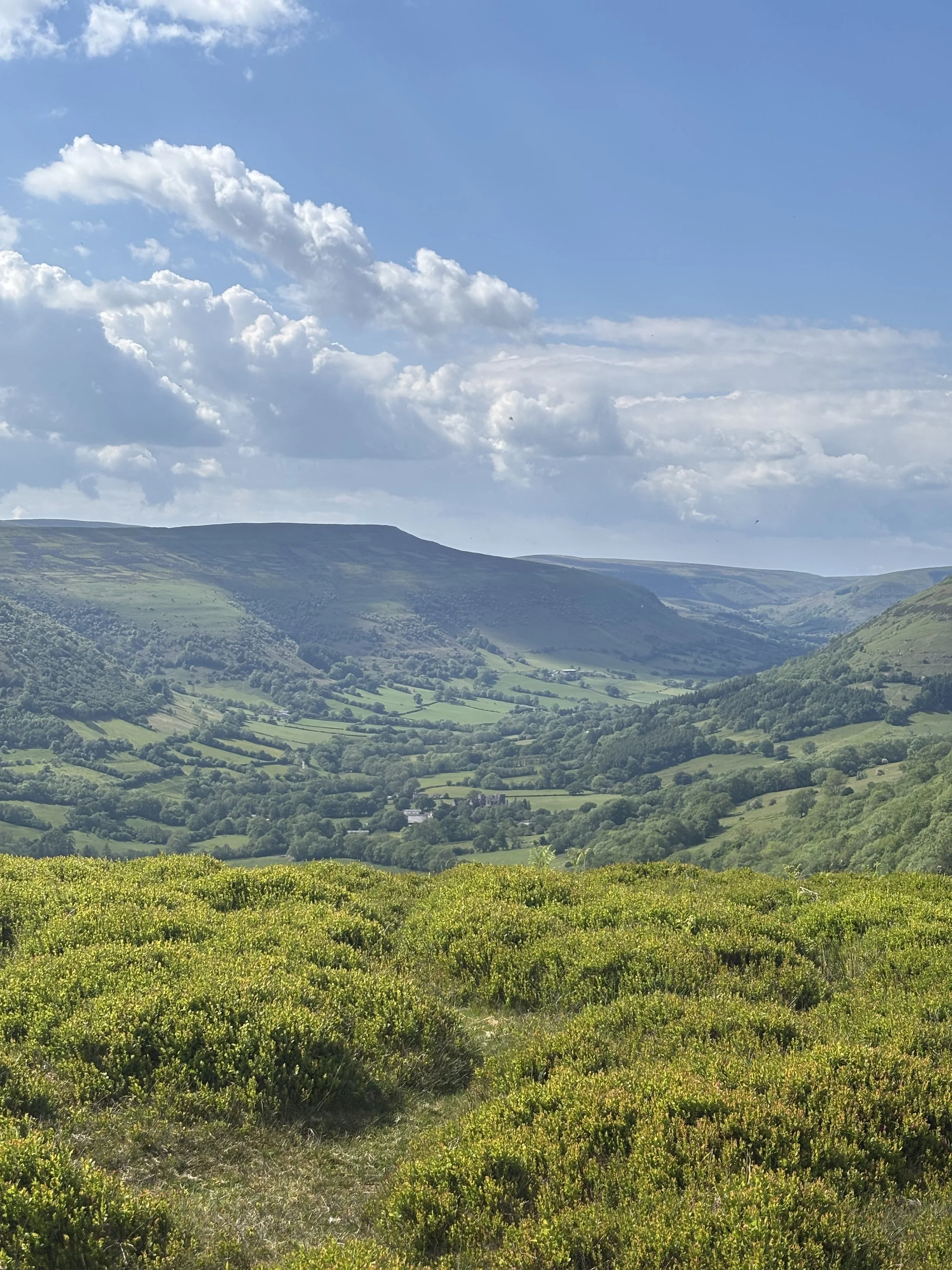 Green rolling hills with patchy trees and green grass under a blue sky with white clouds
