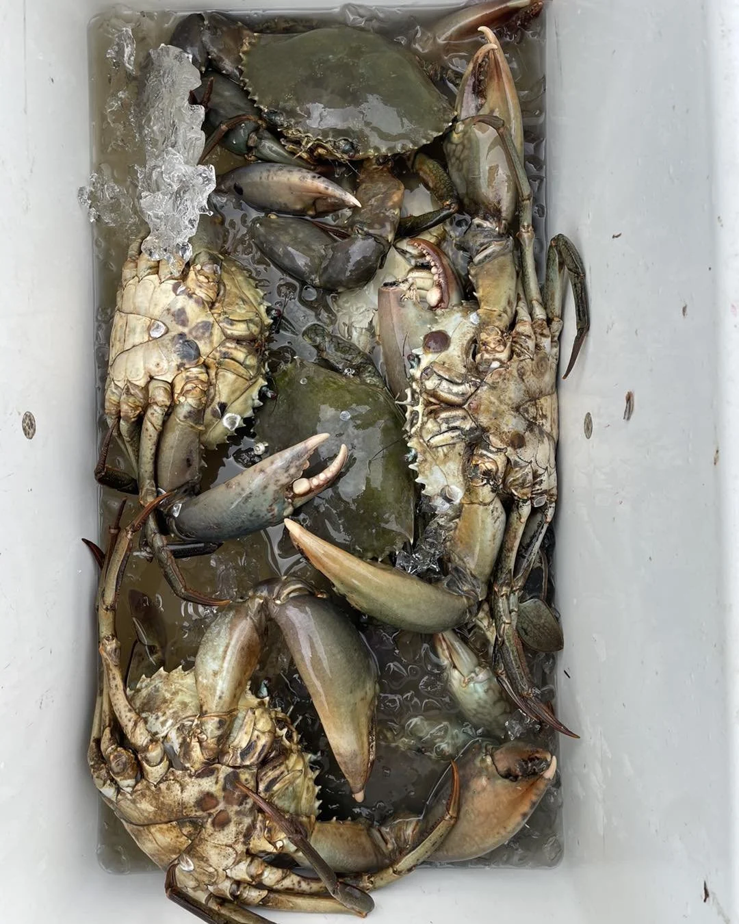 Quality crabs from the Territory! 
Setting up the pots was quick n easy with our ready to crab kit with removable floats, we simply clipped our float on to the rope, and we were ready to crab, and best of all, the pots lay flat as the floats are stor