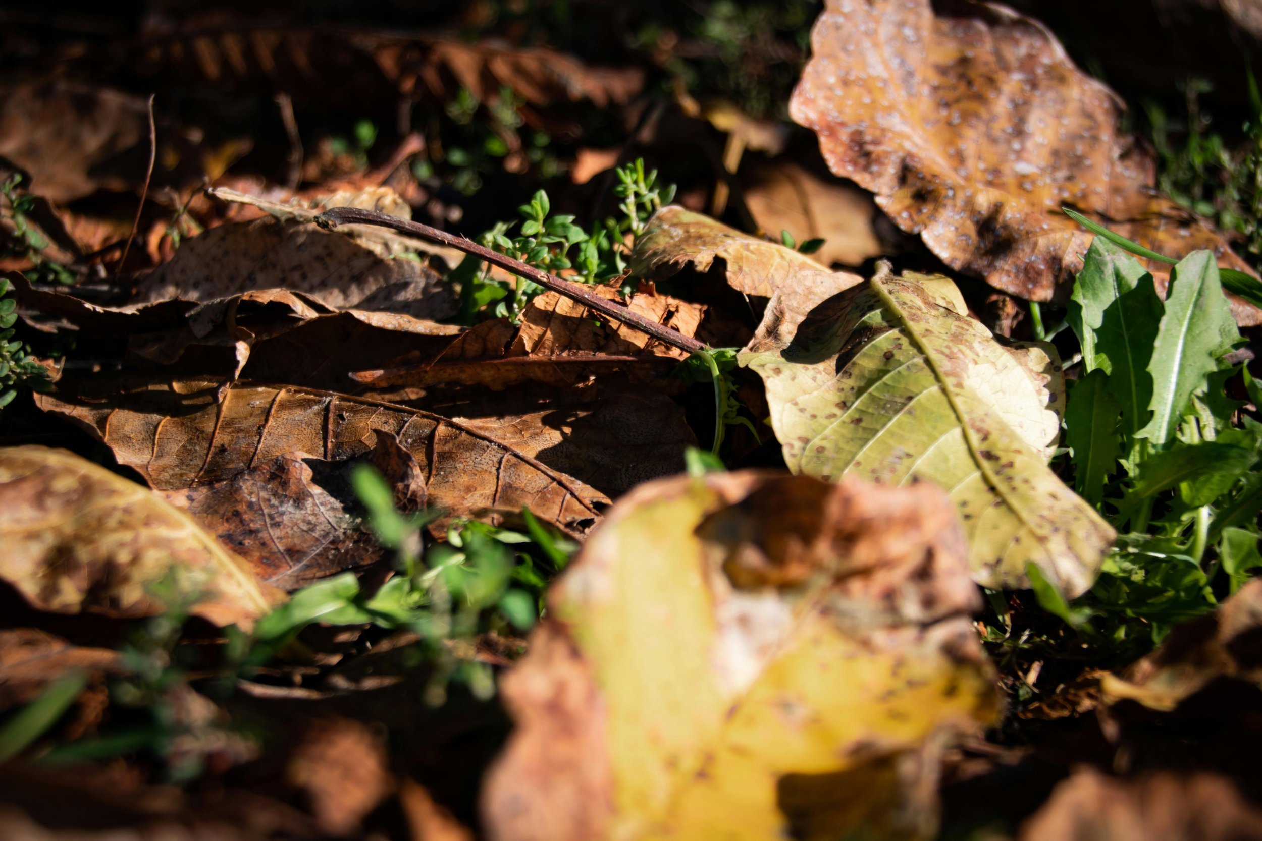 pexels-djordje-ristic-3727896-5714292.jpg