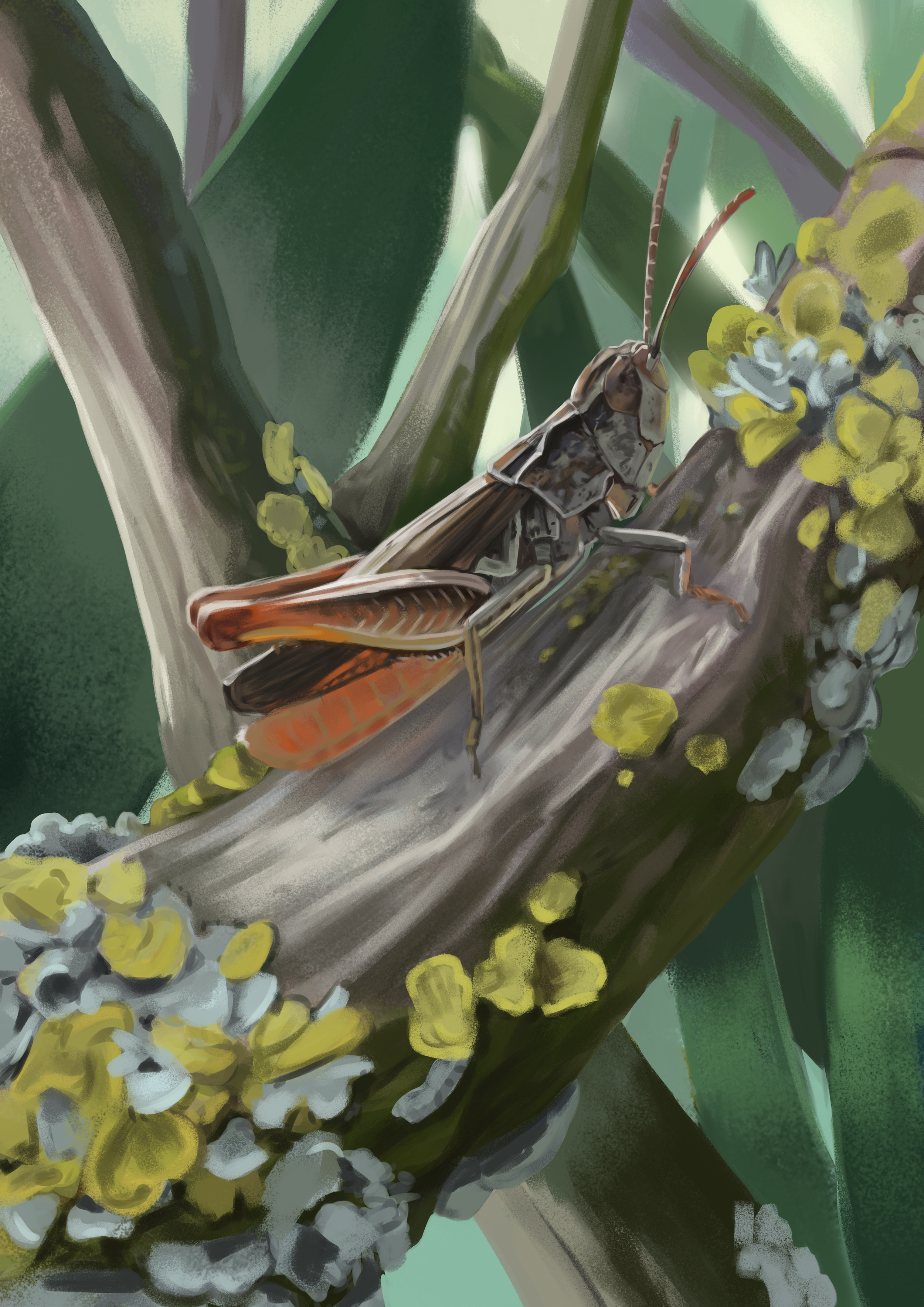 Steppengrashüpfer Final.png