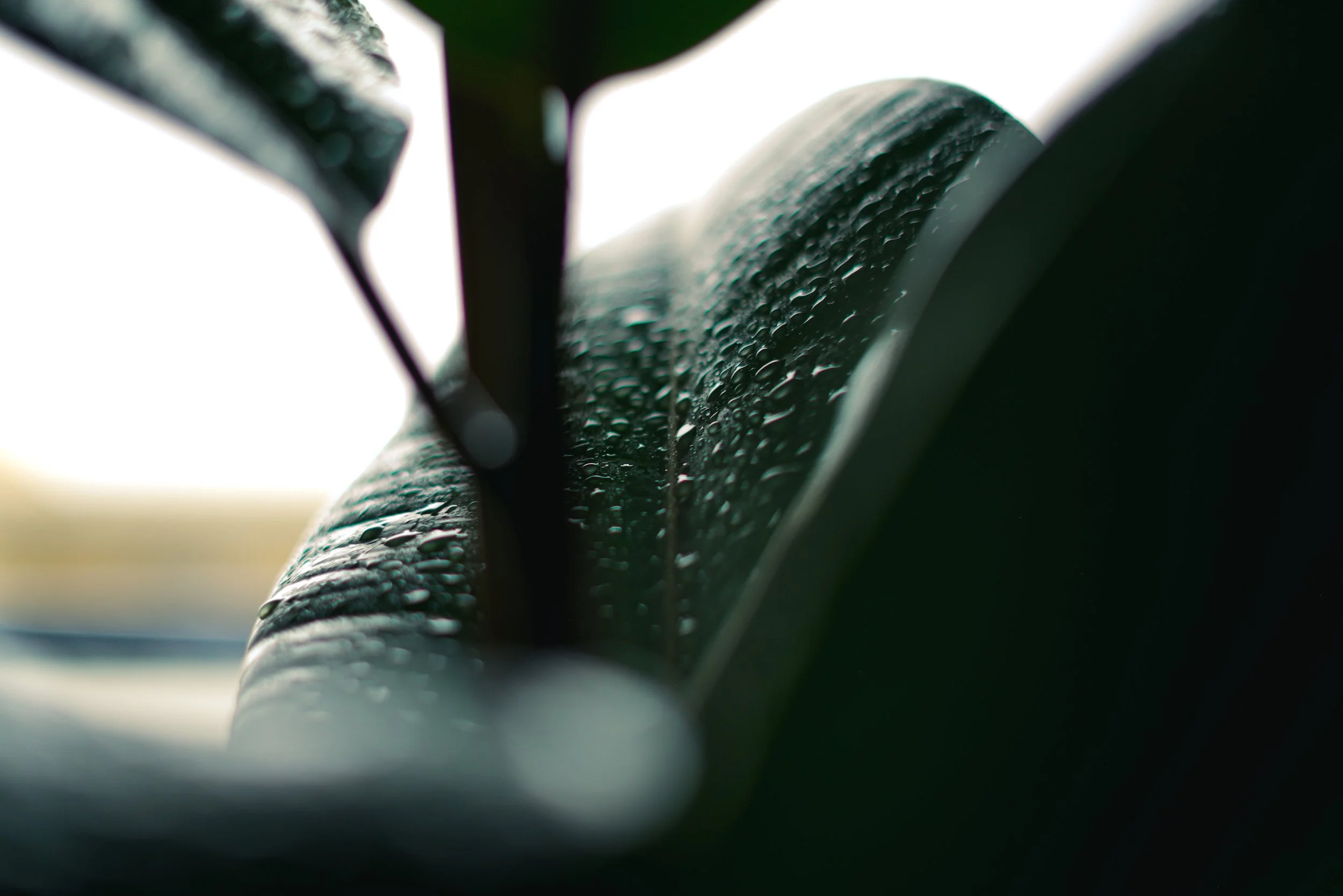 Gros plan de feuilles vertes avec des gouttes d'eau, éclairage naturel.