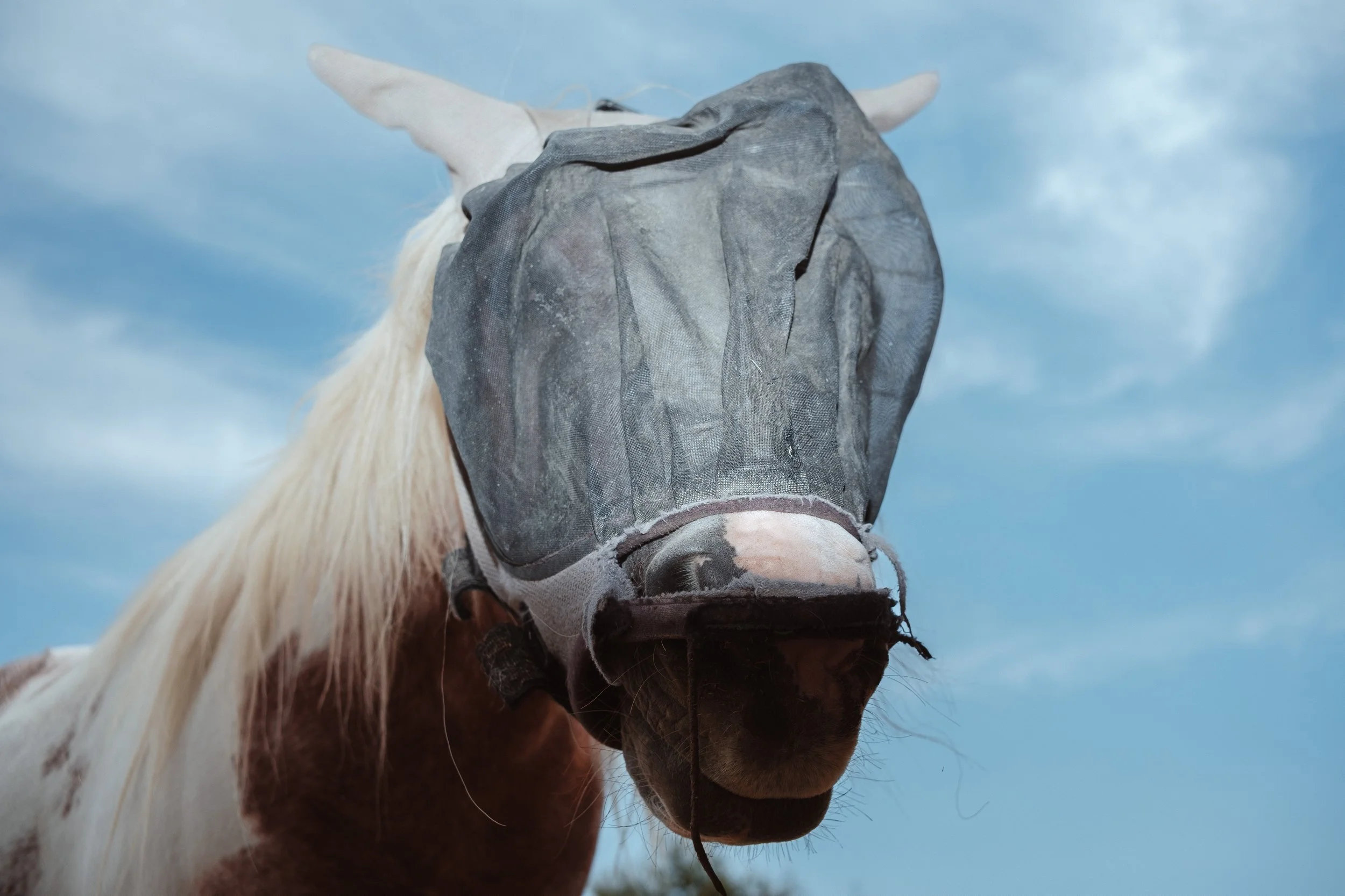 Au Hara des Deux Vents, certains chevaux portent des masques anti-mouches pour se protéger des insectes et assurer leur confort au quotidien.