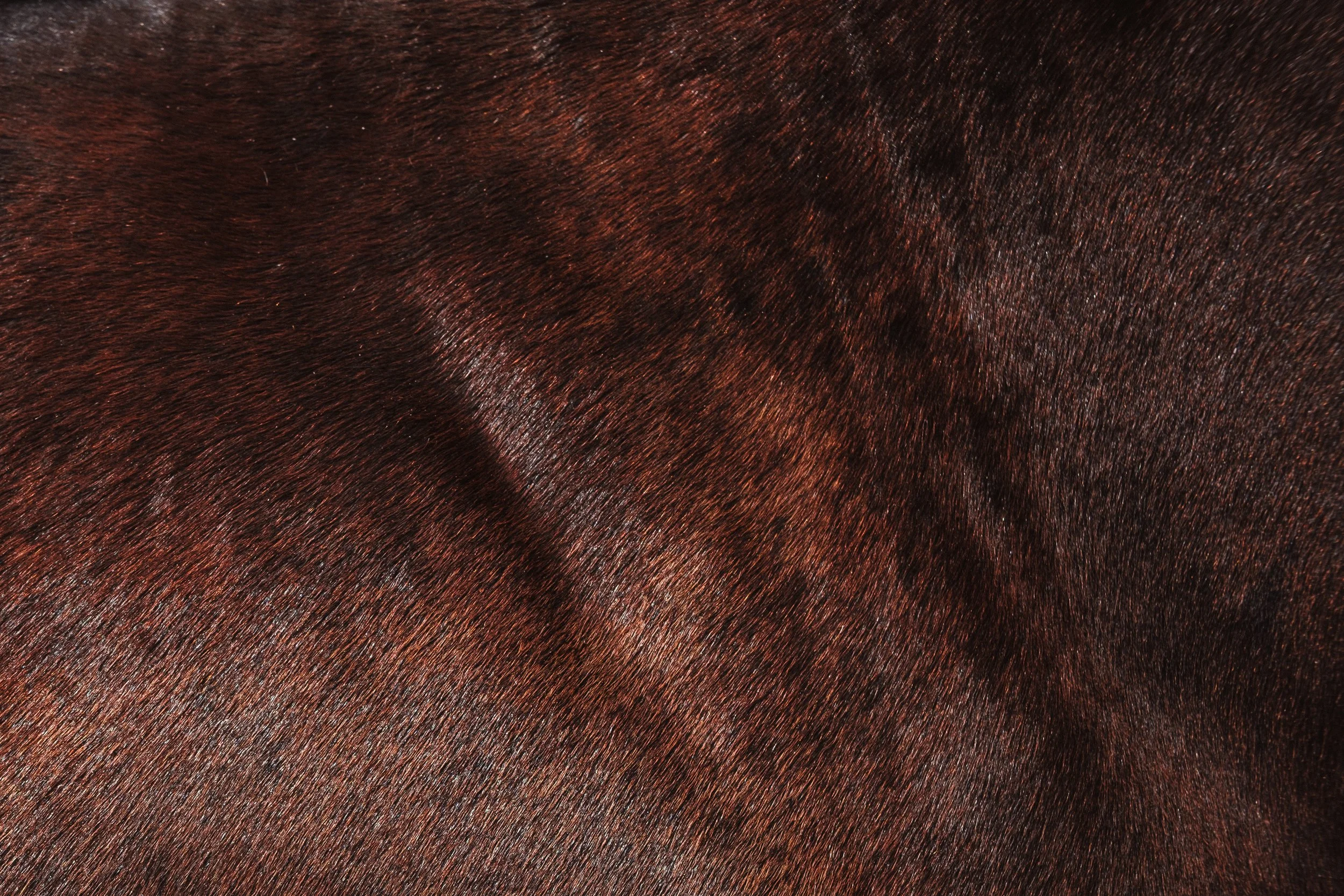 HARAS_DES_DEUX_VENTS_007.jpg