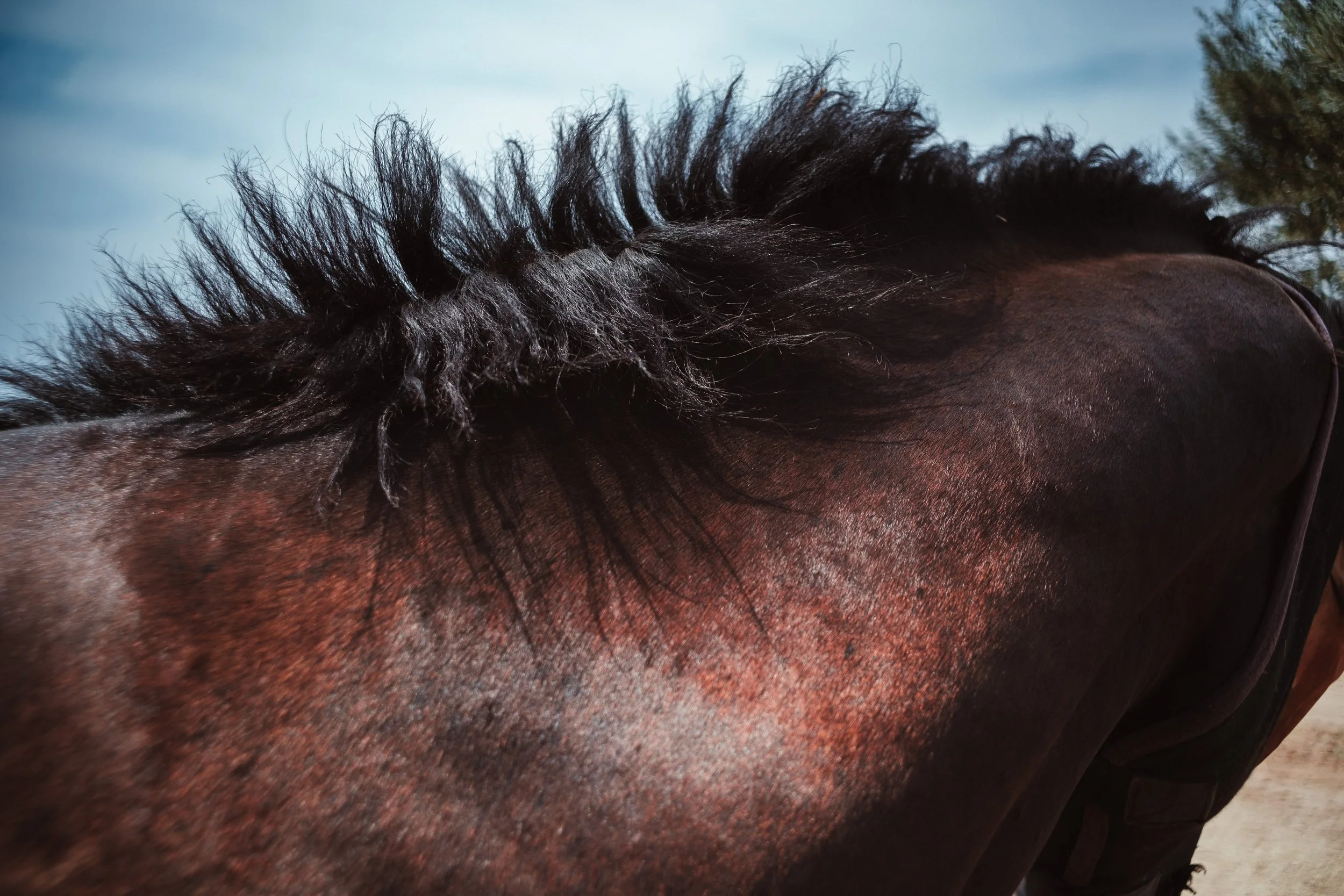 HARAS_DES_DEUX_VENTS_012.jpg