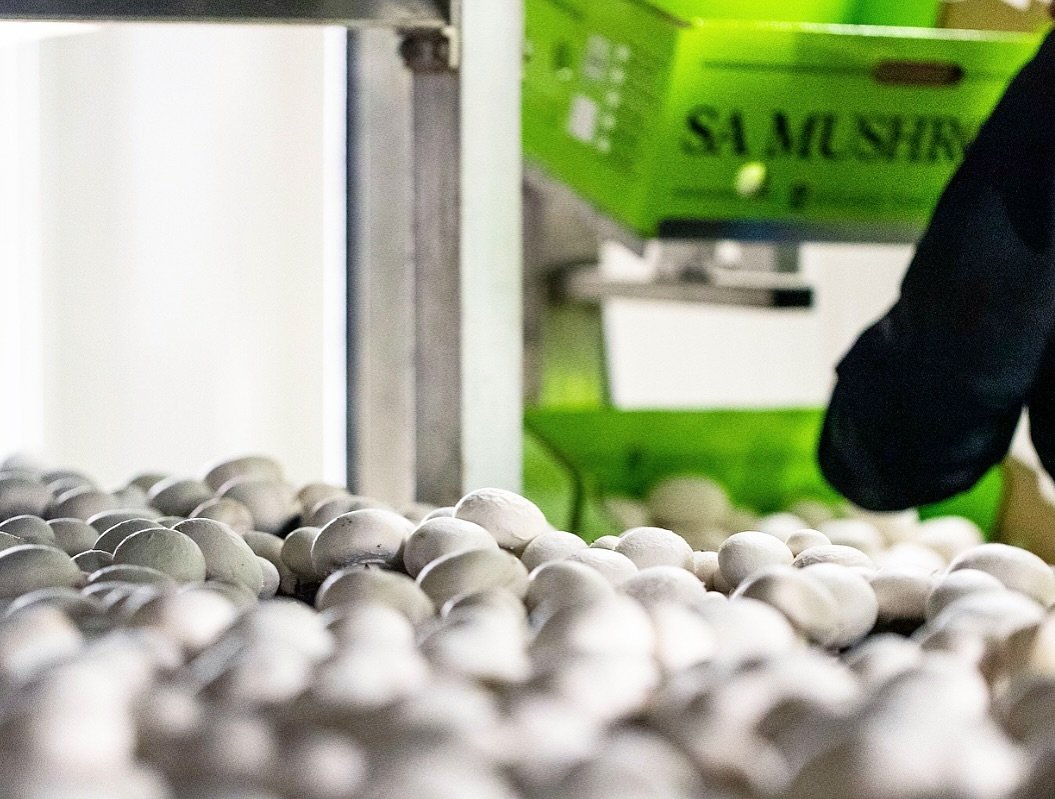 At the heart of our SA Mushrooms operation, shelves stand filled with thousands of mushrooms, patiently waiting to be carefully placed into our iconic green boxes 🍄🟩

Their journey from soil to pallet is a testament to the dedication and precision 