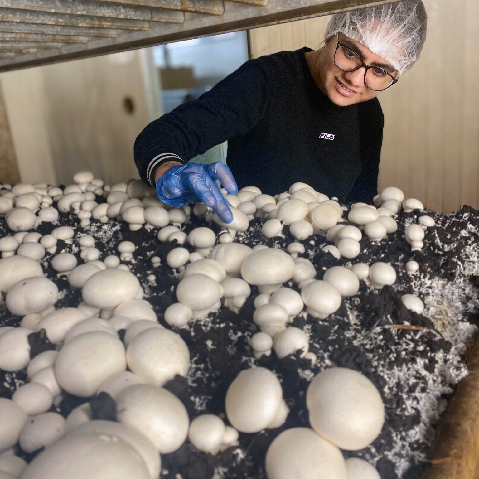 They are &lsquo;delicately hand picked&rsquo; for a reason&hellip;

Watch one of our dedicated pickers as they carefully harvest each mushroom, ensuring only the finest quality makes it to your plate 🍄✨

#MushroomHarvest #BehindTheScenes #samushroom