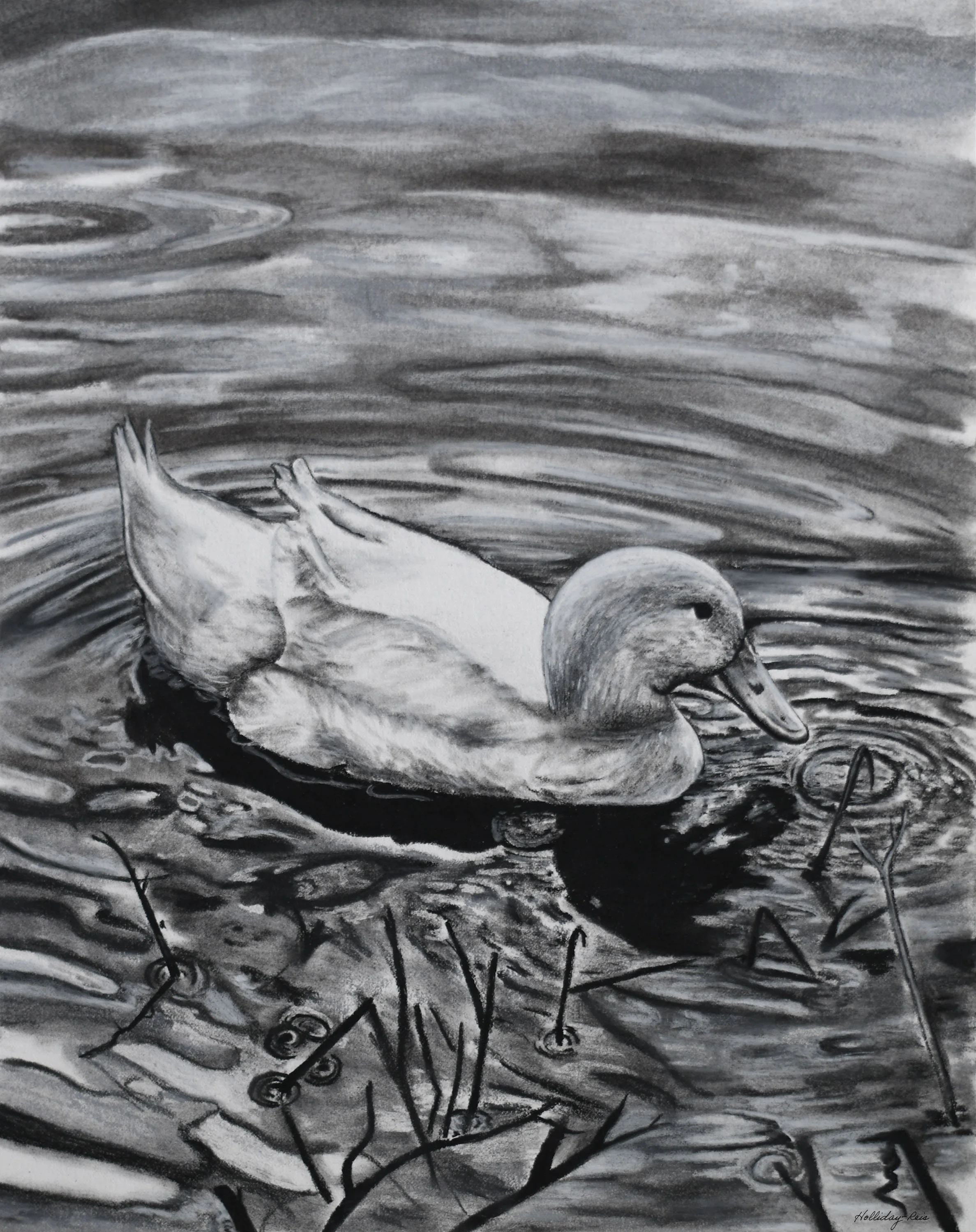 Curious Duck at the Lake