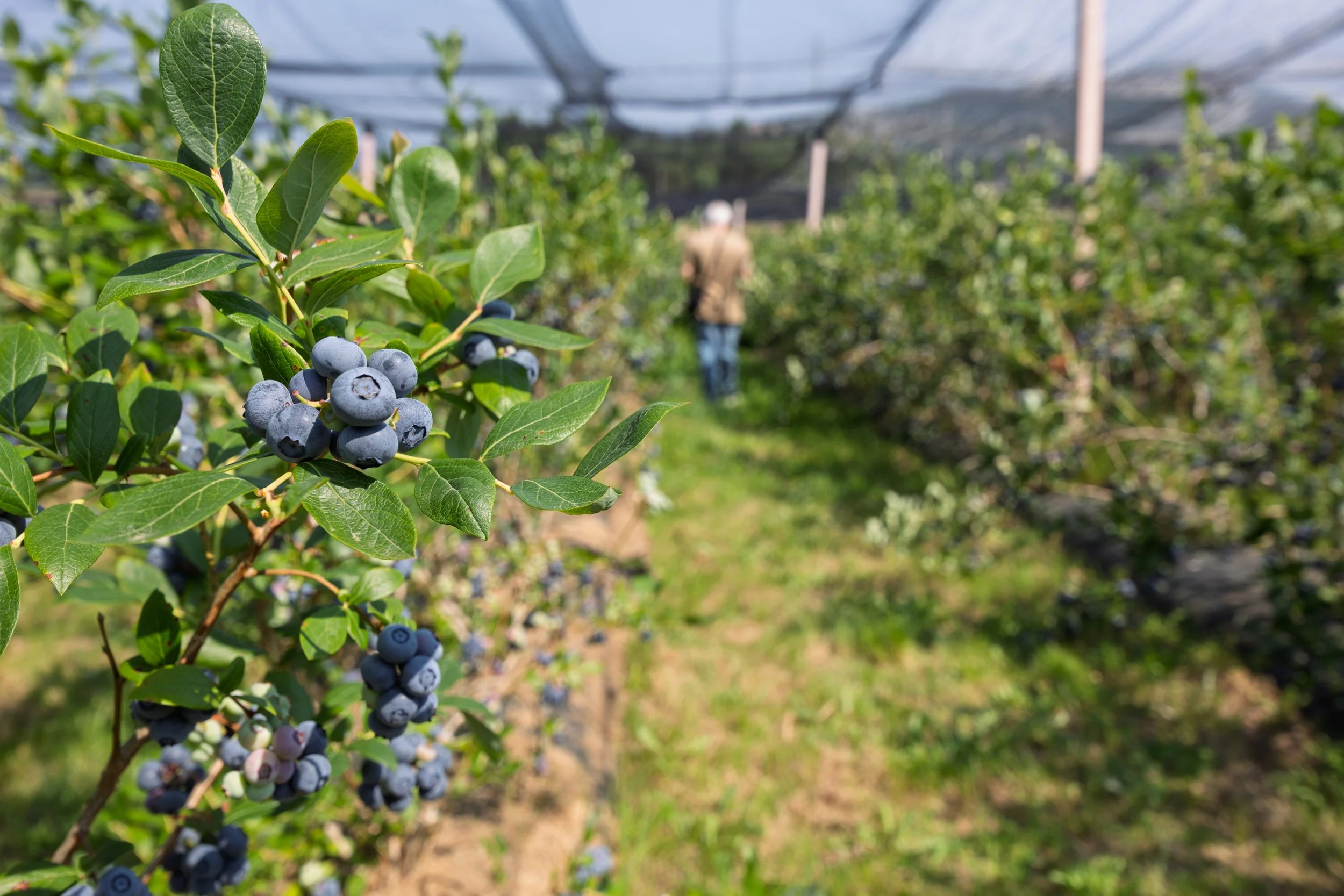 Blueberry bushes need 11 litres of quality, clean water per day.