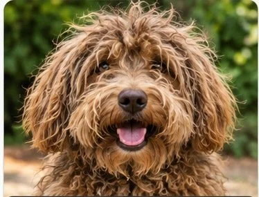 Tan dog before grooming