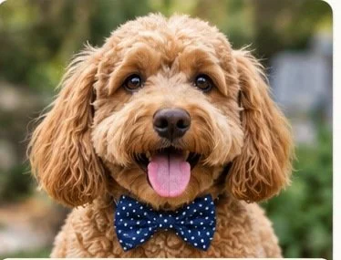 Tan dog after grooming