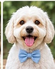 Curly dog after grooming