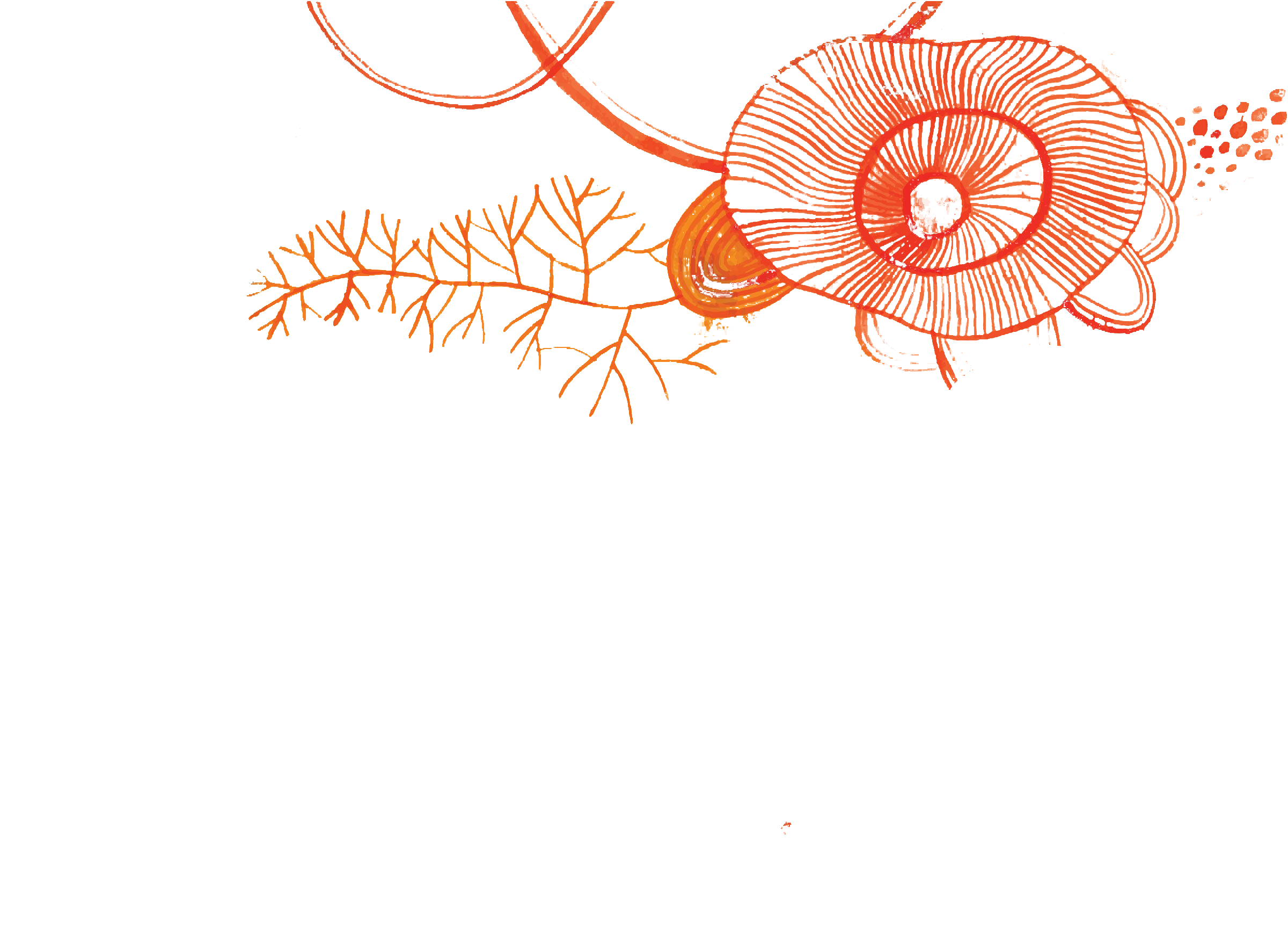 Diagramm einer Schnecke mit Beschriftungen ihrer Anatomie, inklusive Schale, Augen, Antennen und Körper, auf einem weißen Hintergrund.