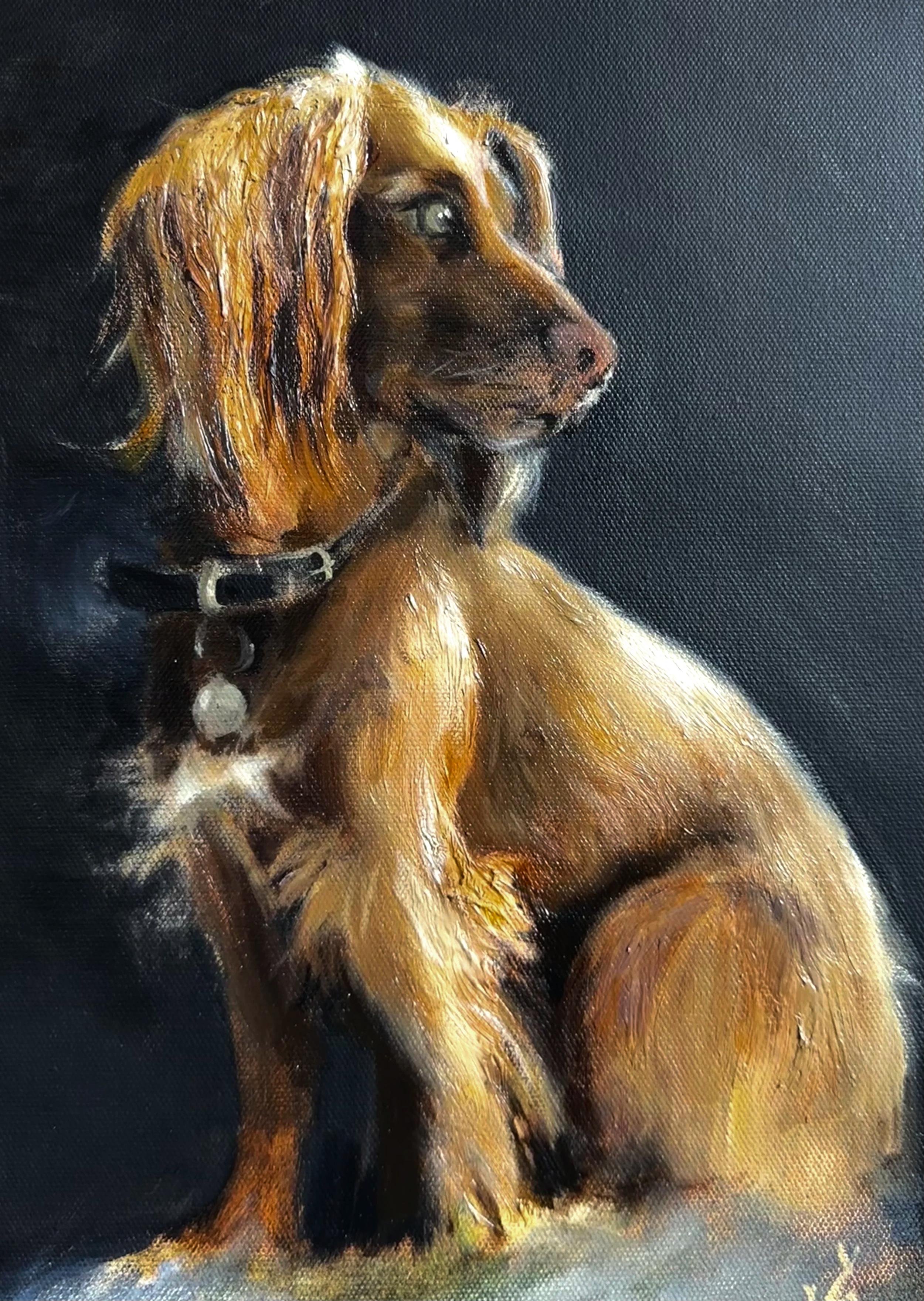 Spaniel - Oil on canvas - SOLD