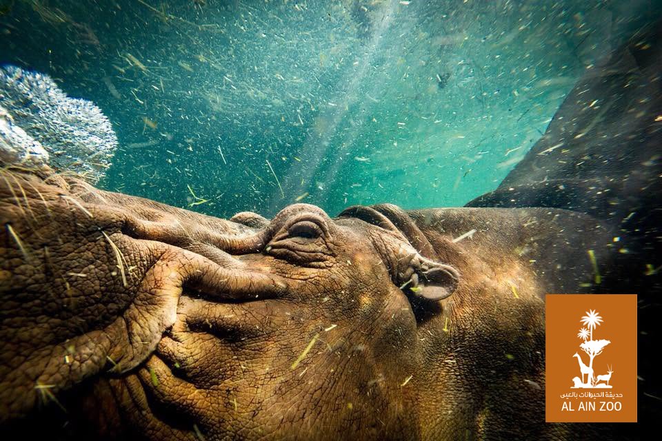 The Underwater Hippo
The Award winning shot at the Al Ain Zoo Photography competition