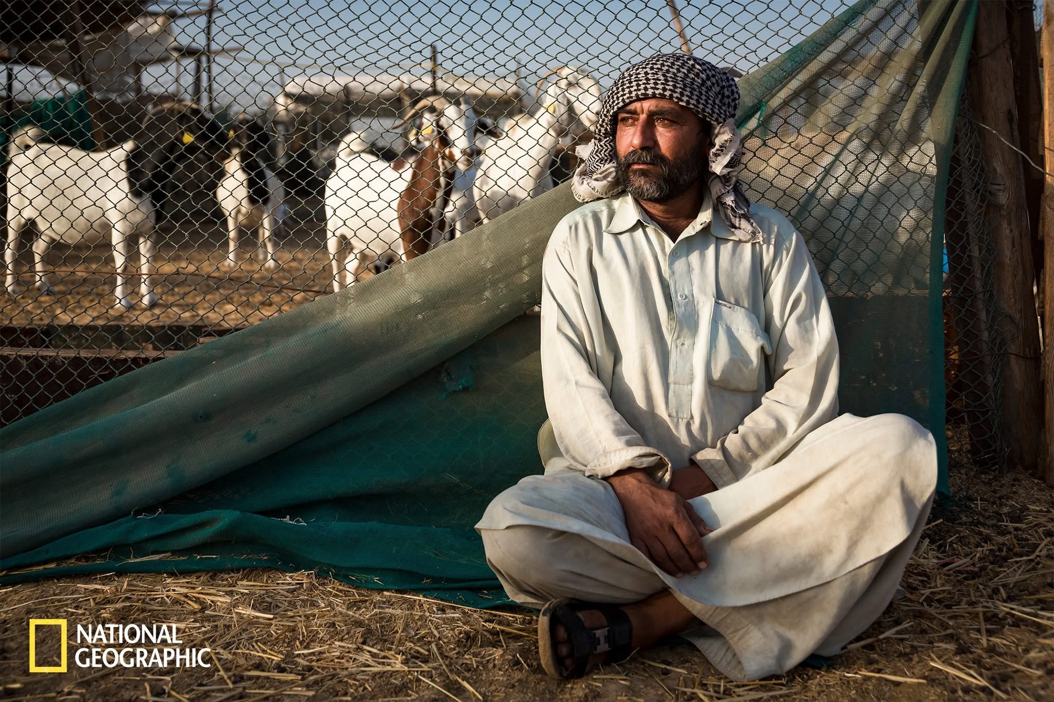Picture taken at Wathba Abudhabi, got published as National Geographic Daily Dozen