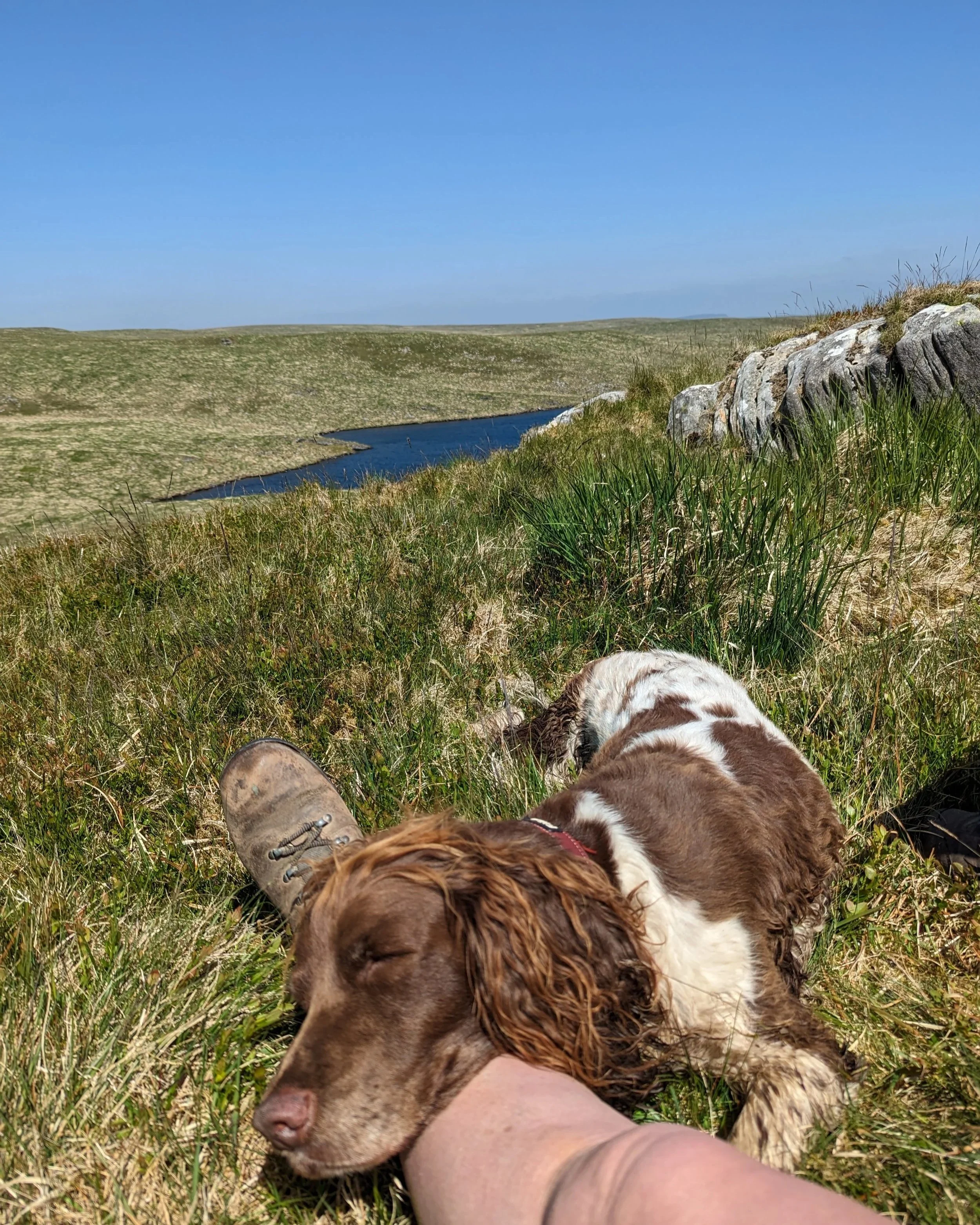 Dog walking near the Elan Valley in Mid Wales with peaceful trails close to Coety Bach cabin.