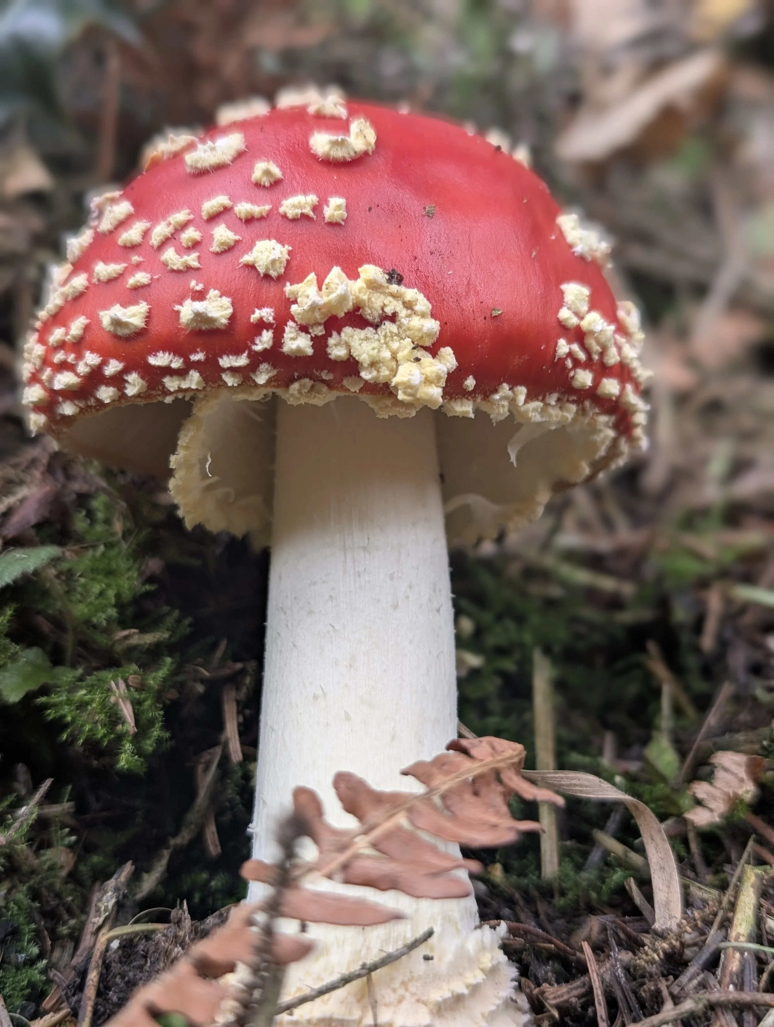 Wild fungi growing in the damp woodland near Water-break-its-neck waterfall in Radnor Forest, a scenic walking spot in Mid Wales.