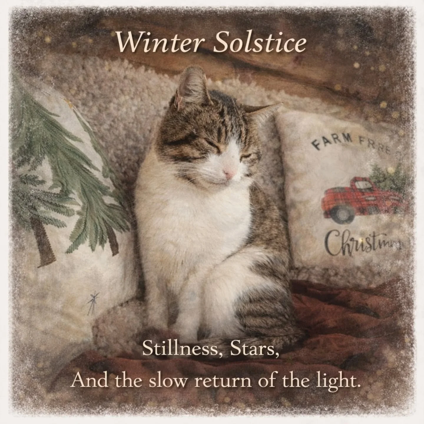 Today marks the shortest day of the year.

From now on, each day brings a little more light.

Arlo is certainly looking forward to feeling the sunshine in his back. 

#winterSolstice
#darkestday
#lighterdaysahead
#seasonofstillness
#slowwinter