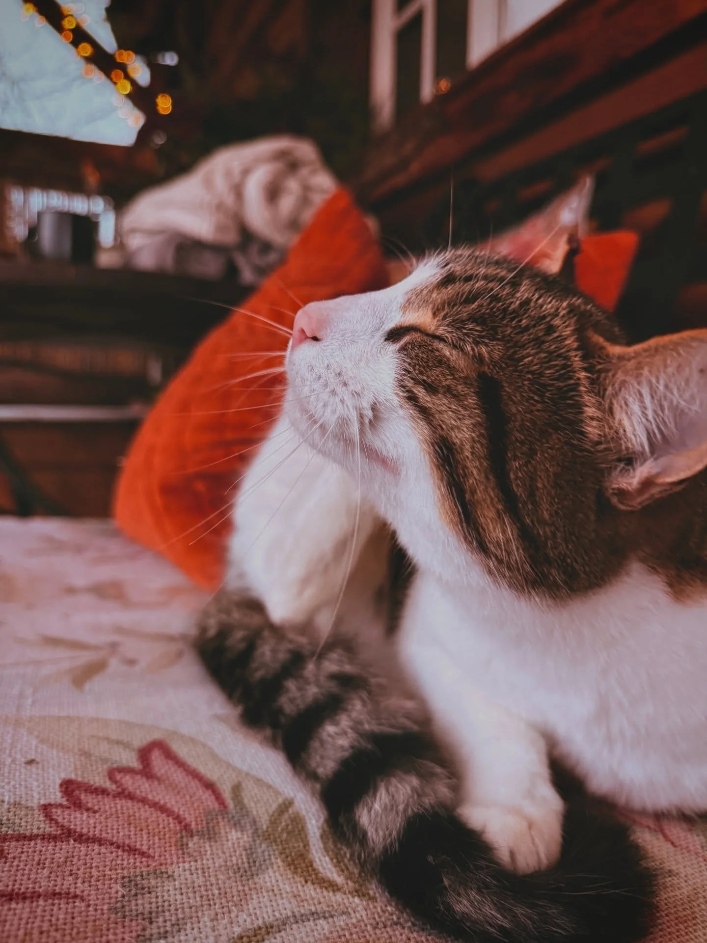 Settling into the Friday mood with a little cabin photo dump.

Coety Bach is feeling particularly cosy with the weather rolling through the valley. 

A proper spot for a slow and simple weekend.

#CoetyBach
#MidWalesCabin
#CosyGetaway
#VisitWales
#Ro