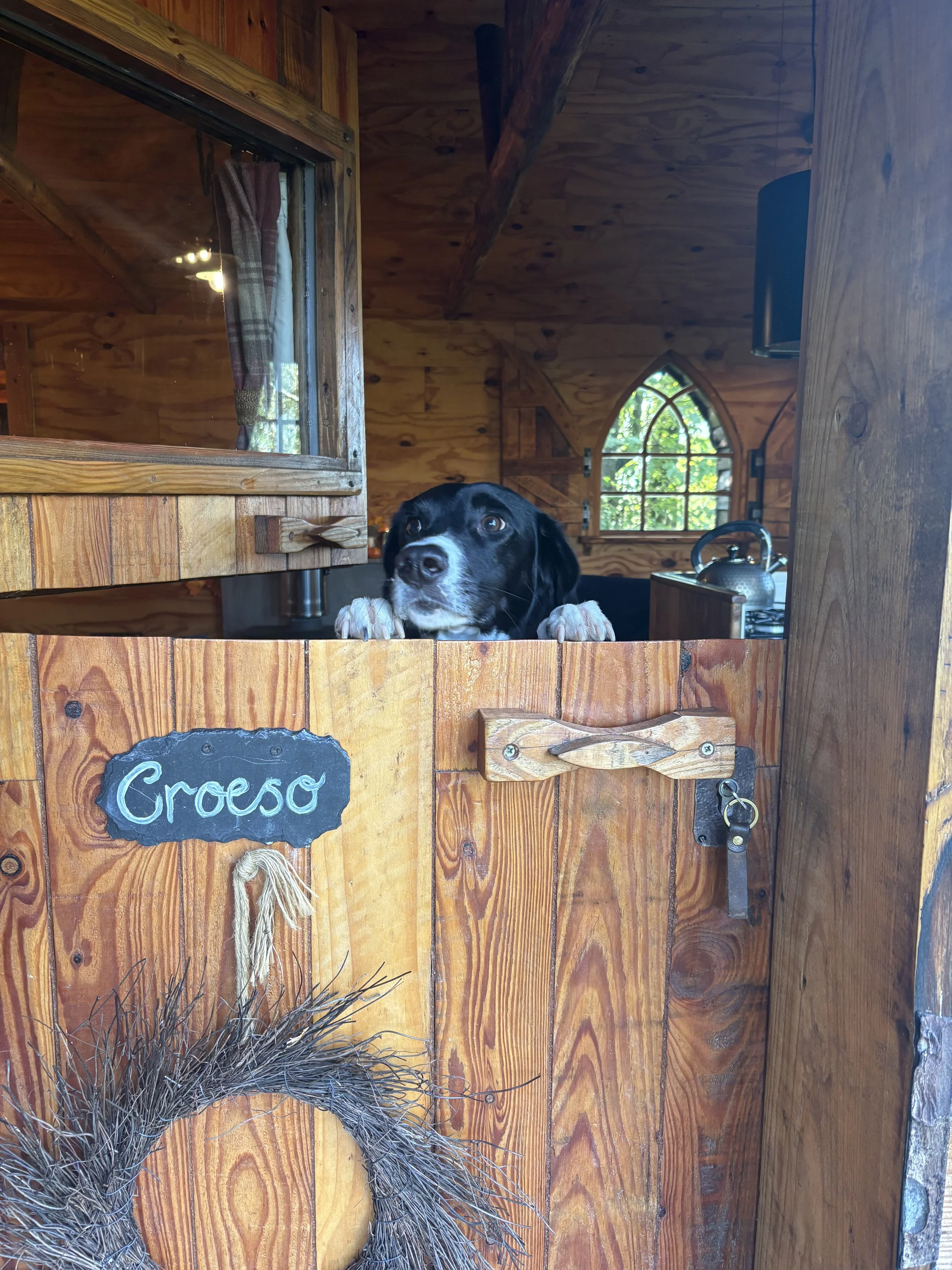 A dog’s guide to slowing down