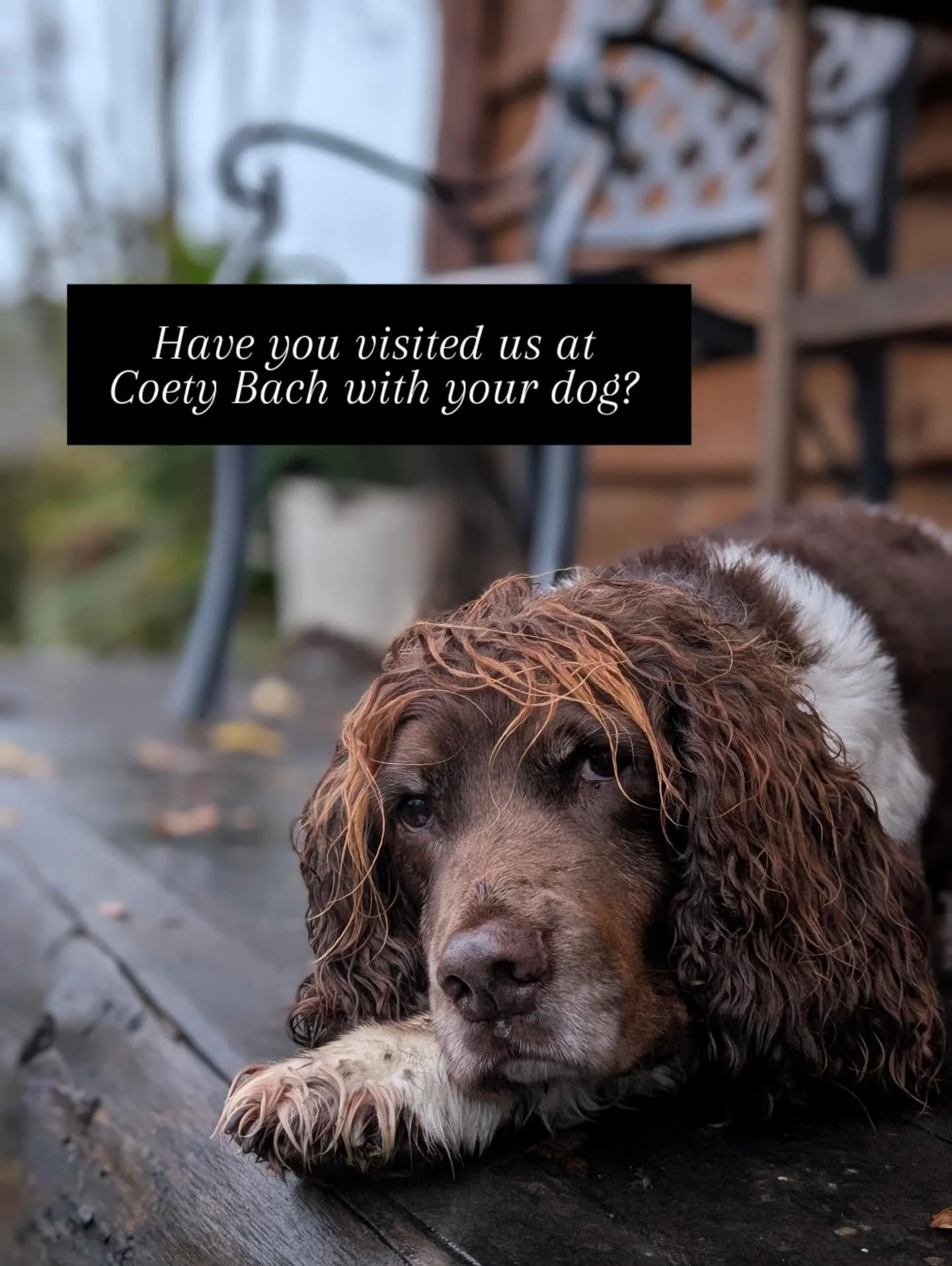 Hello! 

We were wondering if you could spare a few moments of your time to help us create a guide for anyone who wants to bring their dog with them to the cabin. 

We are creating a new page for our website where we will share tips and great places 