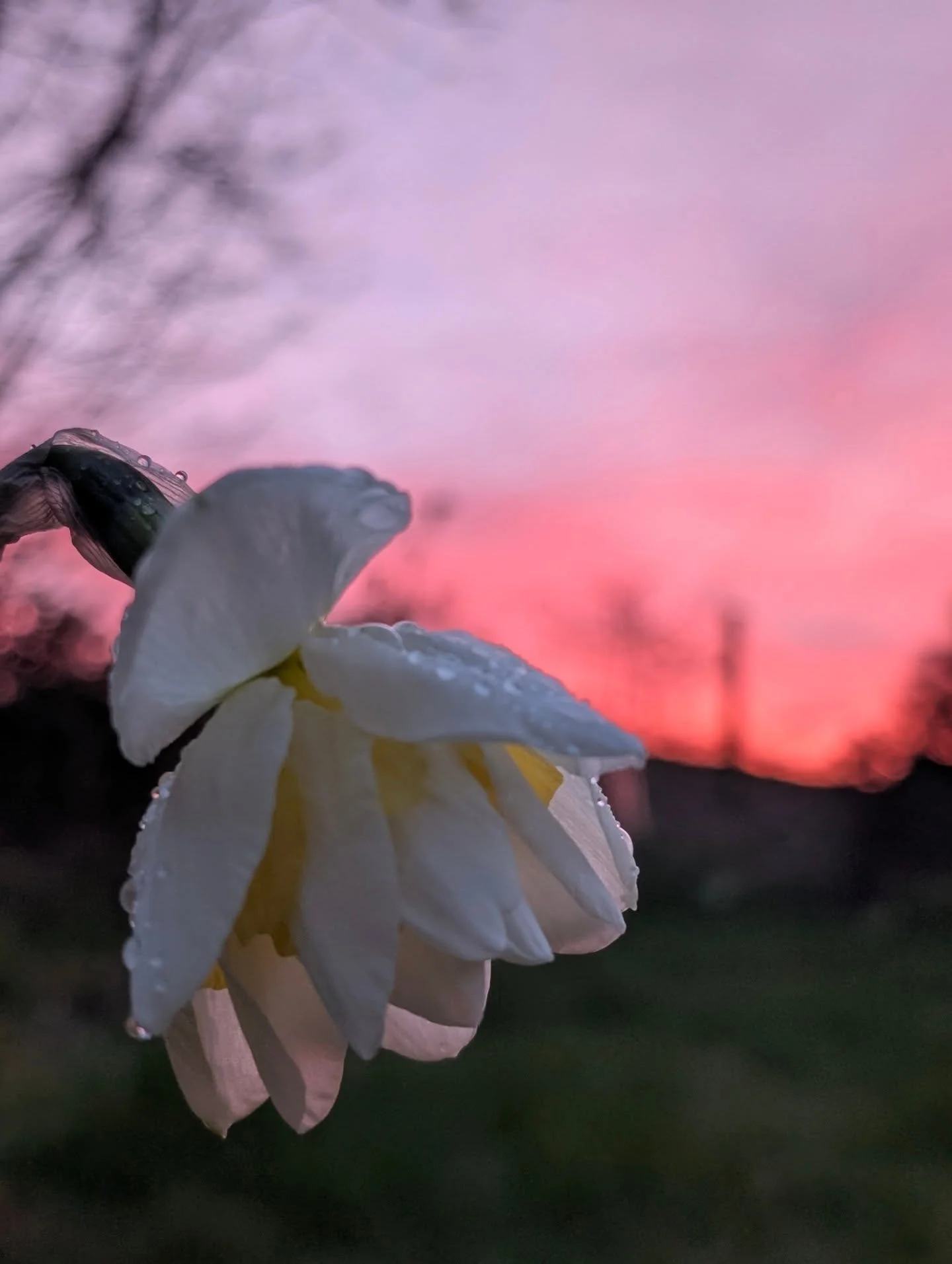 After a cold and blustery day here in Mid Wales the sky gave us something beautiful tonight. 

Did you manage to see it? 

#SunsetMoments
#GoldenHourGlow
#EveningSkies
#SunsetViews
#LastLight