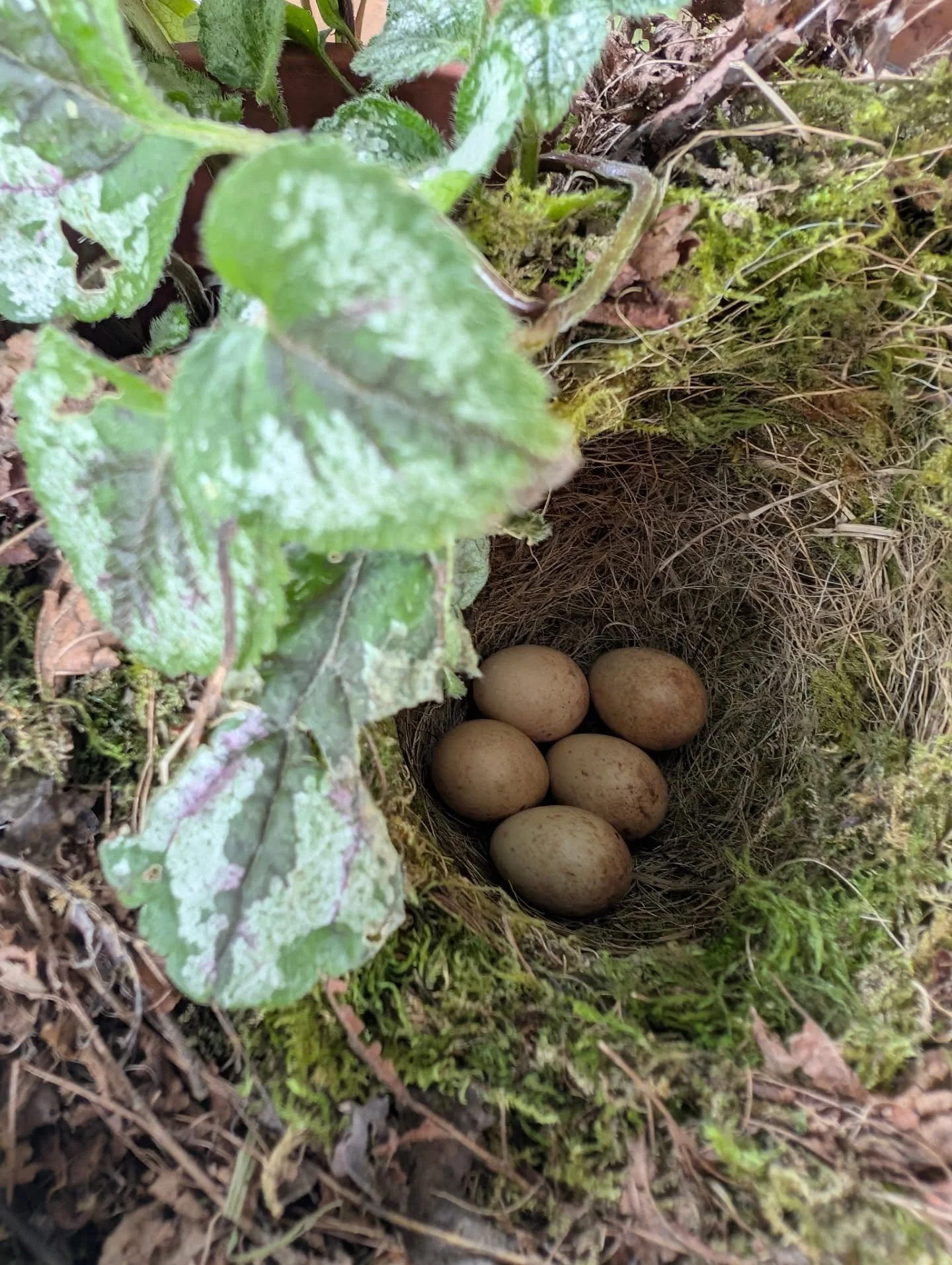 We've got a bit of a dilemma ! 

We&rsquo;ve spotted a couple of little bird nests tucked away outside the cabin this week.  The nests are in very close proximity to the cabin porch. 

It&rsquo;s got us thinking about two things&hellip;

If you came 