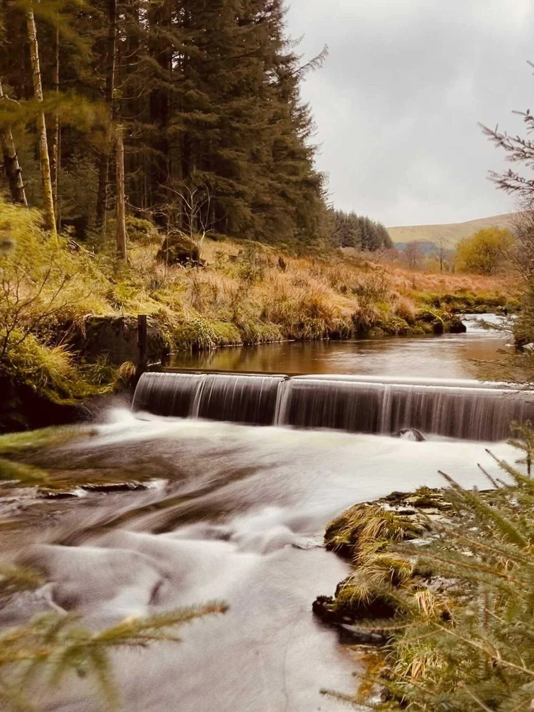 Hafren Forest Boardwalk