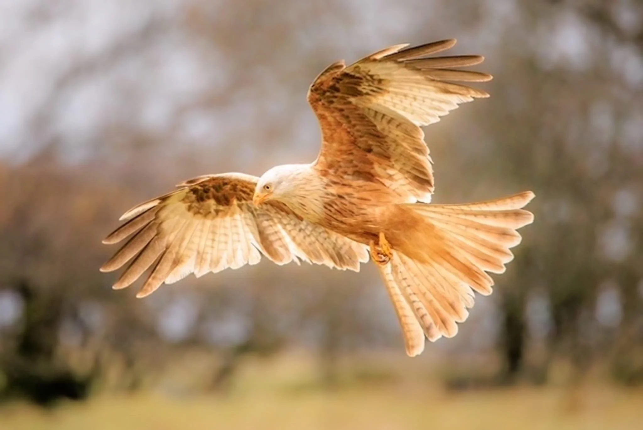 Visit Gigrin Farm Red Kite Feeding Centre 