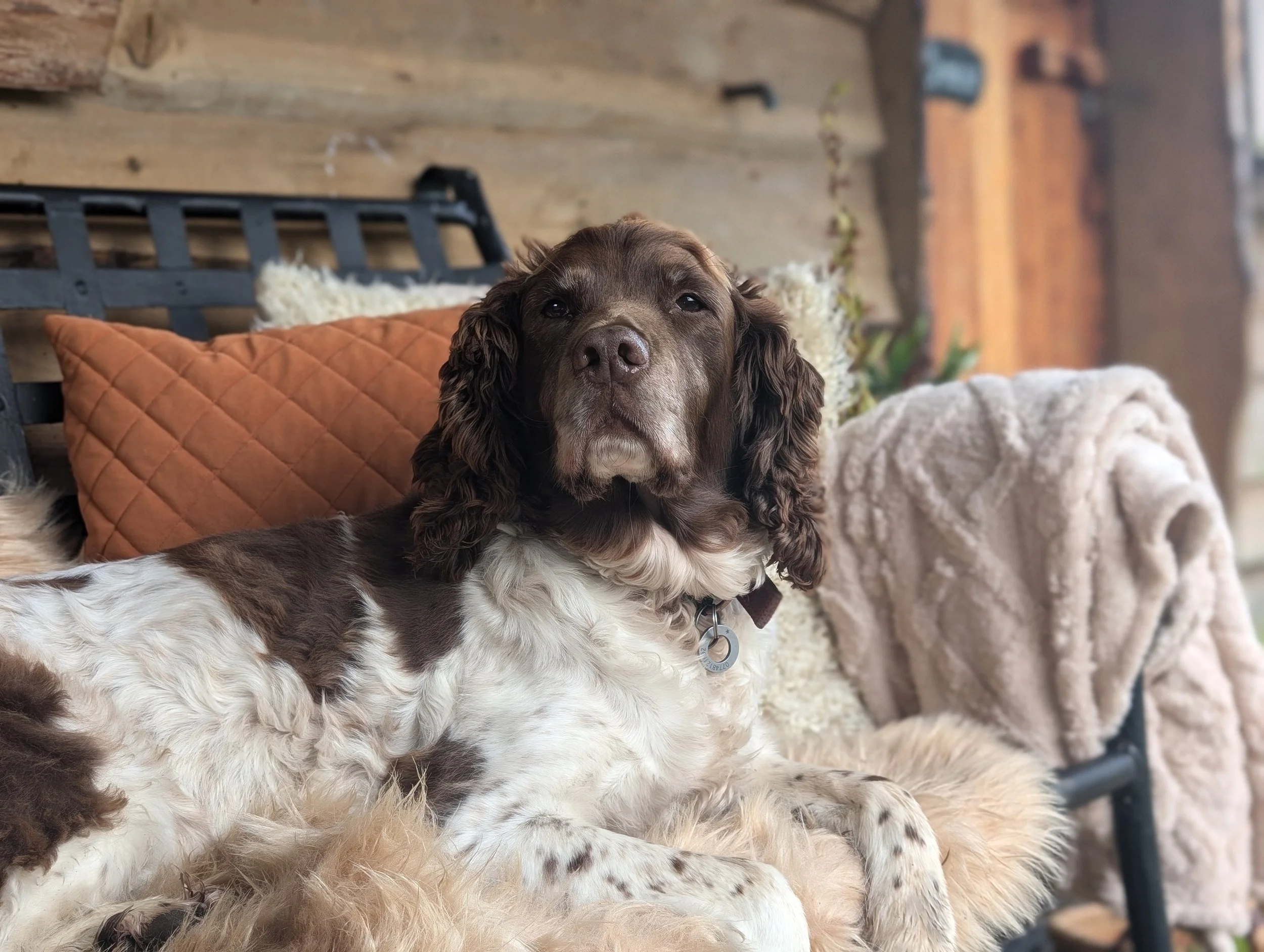 A dog’s guide to slowing down