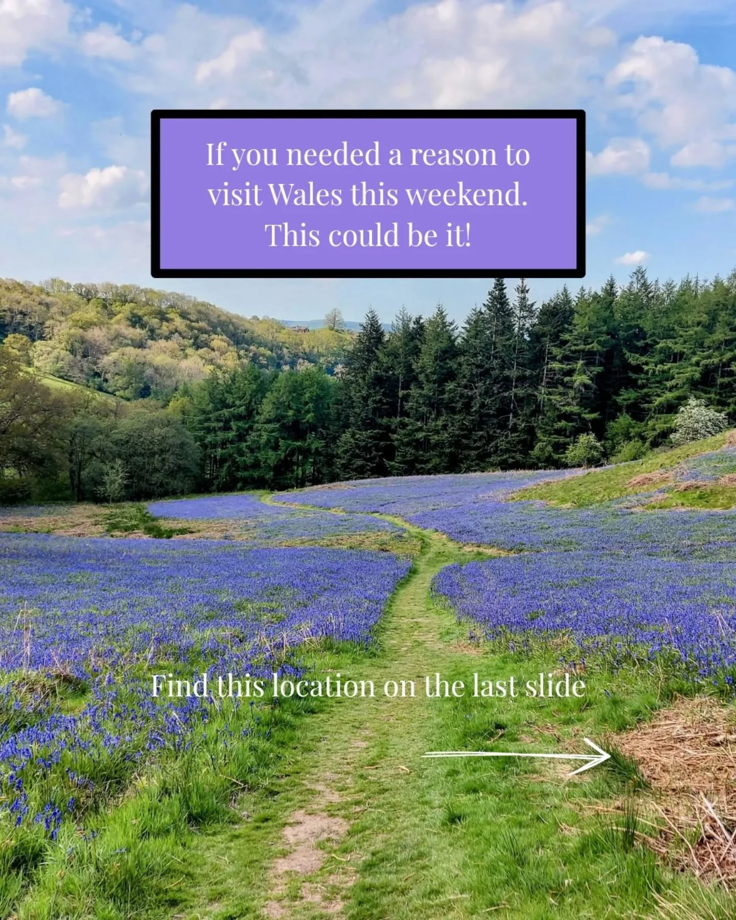 🥾 Wednesday Walks for weekend inspiration 💙

Bluebell season near Shaky Bridge is looking beautiful right now.

This is a lovely walk whatever the time of year, but when the bluebells are out it gives the whole woodland an extra special feel. 

Woo
