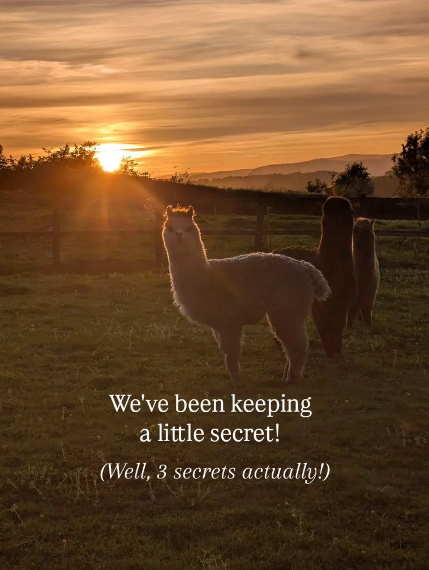 Recently, we added three very special boys to our smallholding in Mid Wales.

🦙 Theo - Confident, cheeky and sometimes a little pushy. He likes to be first in line when food is involved.

🦙 Nova - Not quite as brave, but incredibly curious. He alwa