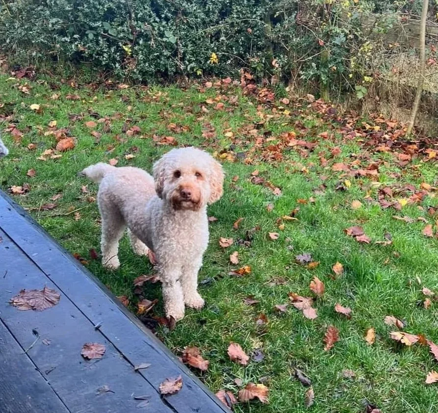 A curly-haired, cream-colored dog standing on a grassy yard with fallen autumn leaves, near a wooden deck and leafy bushes.