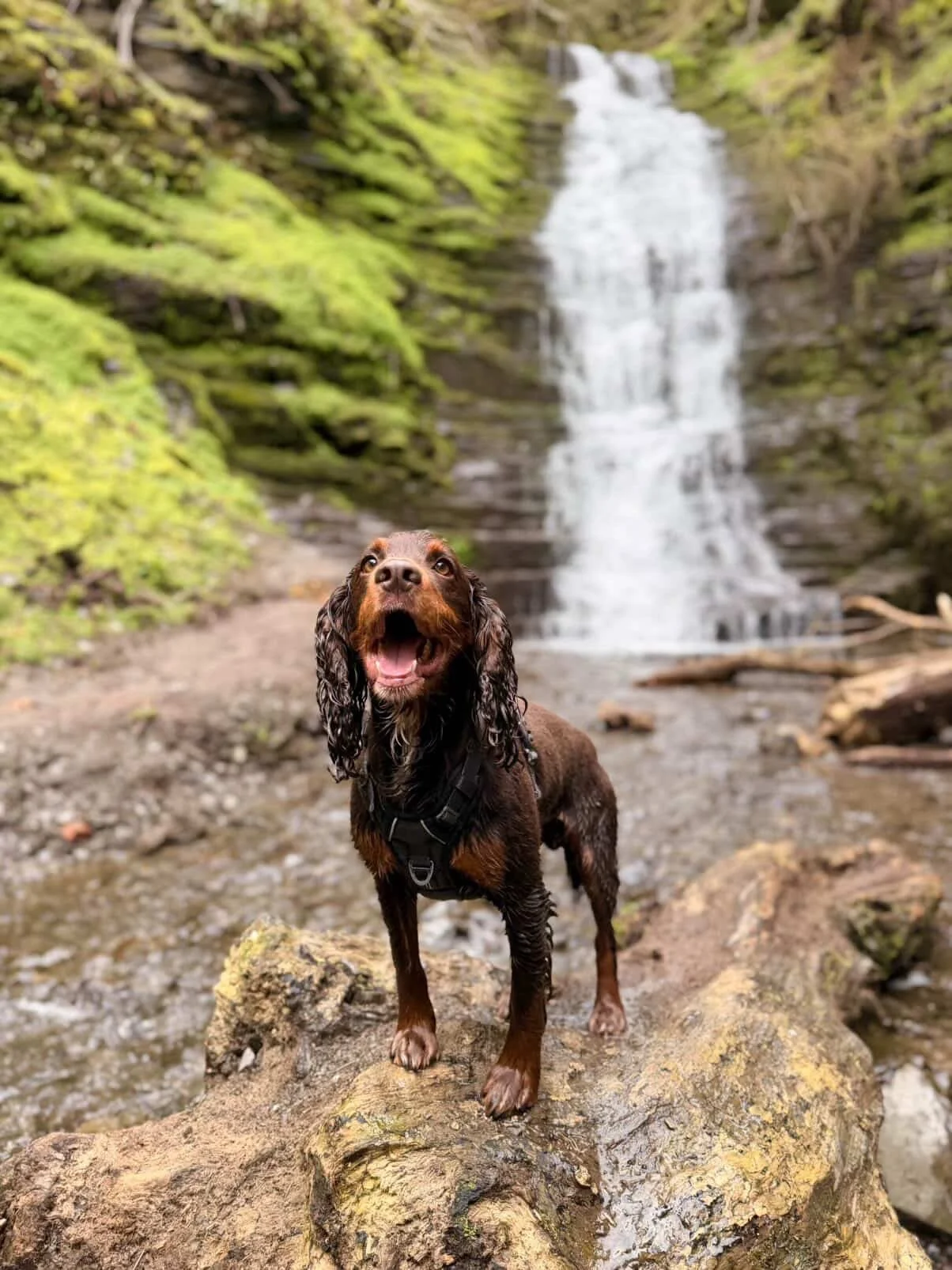 A wet brown and black dog standing on a rock in front of a small waterfall in a lush green forest.