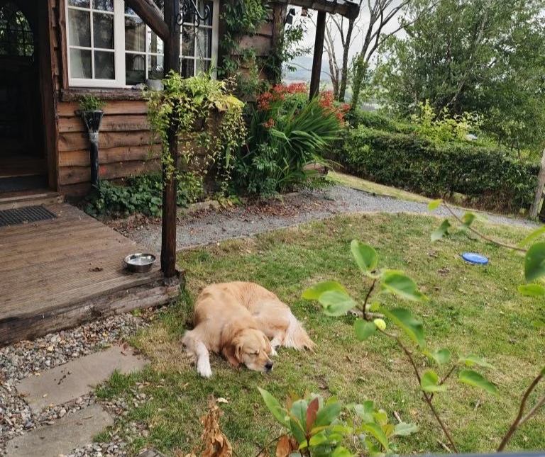 Golden retriever lying on grass in a yard.