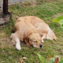 Golden retriever lying on grass in a yard.