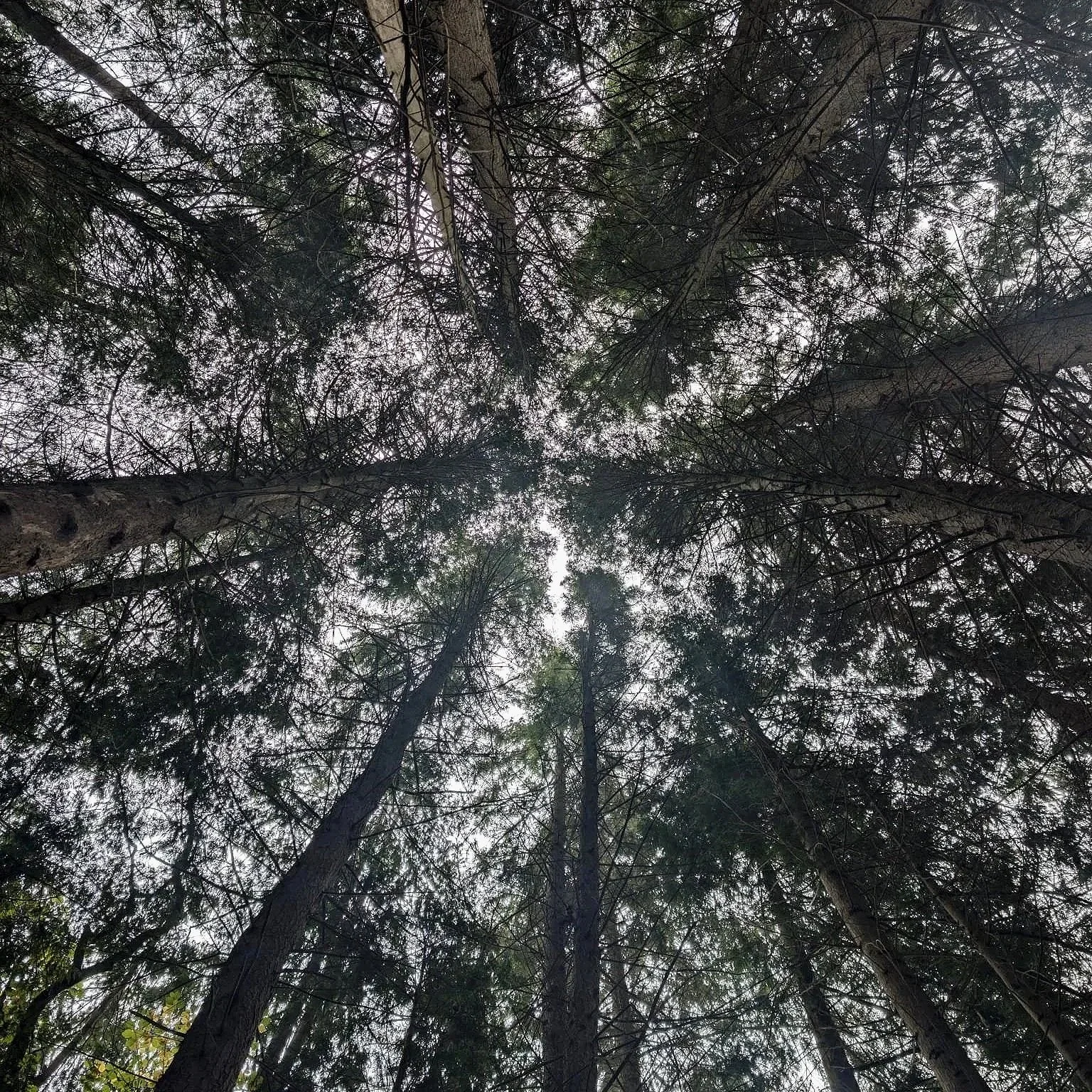 Looking up at the woodland canopy in the Elan Valley, a peaceful forest bathing experience surrounded by nature in Mid Wales.