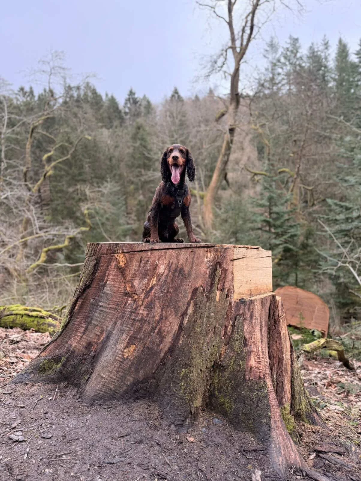 A dog, possibly a coonhound, sitting on a large tree stump in a forested area with leafless trees and some evergreen trees in the background.