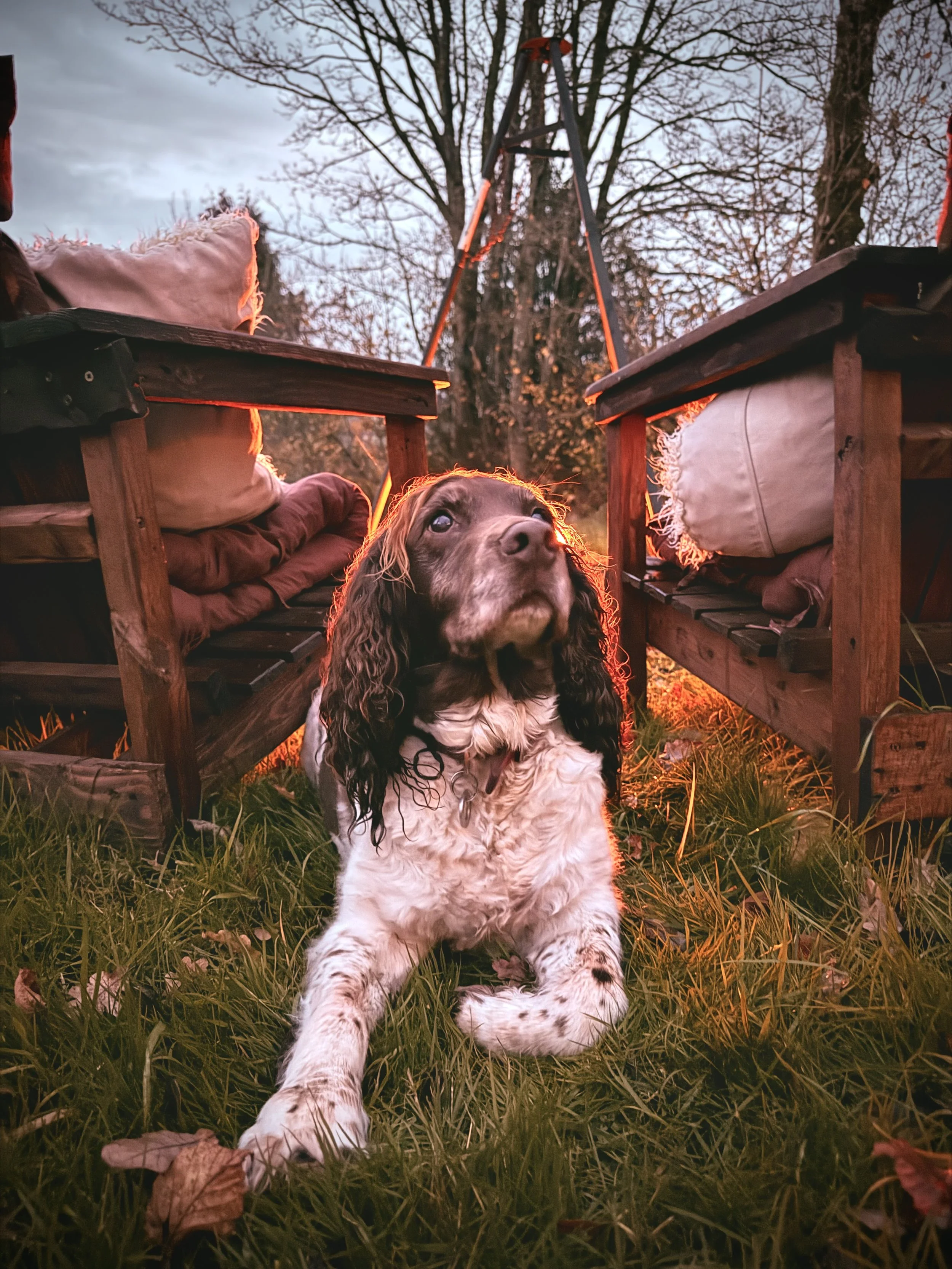 Dog friendly stay in Wales with an enclosed garden and easy access to scenic walks in Mid Wales and the Elan Valley.