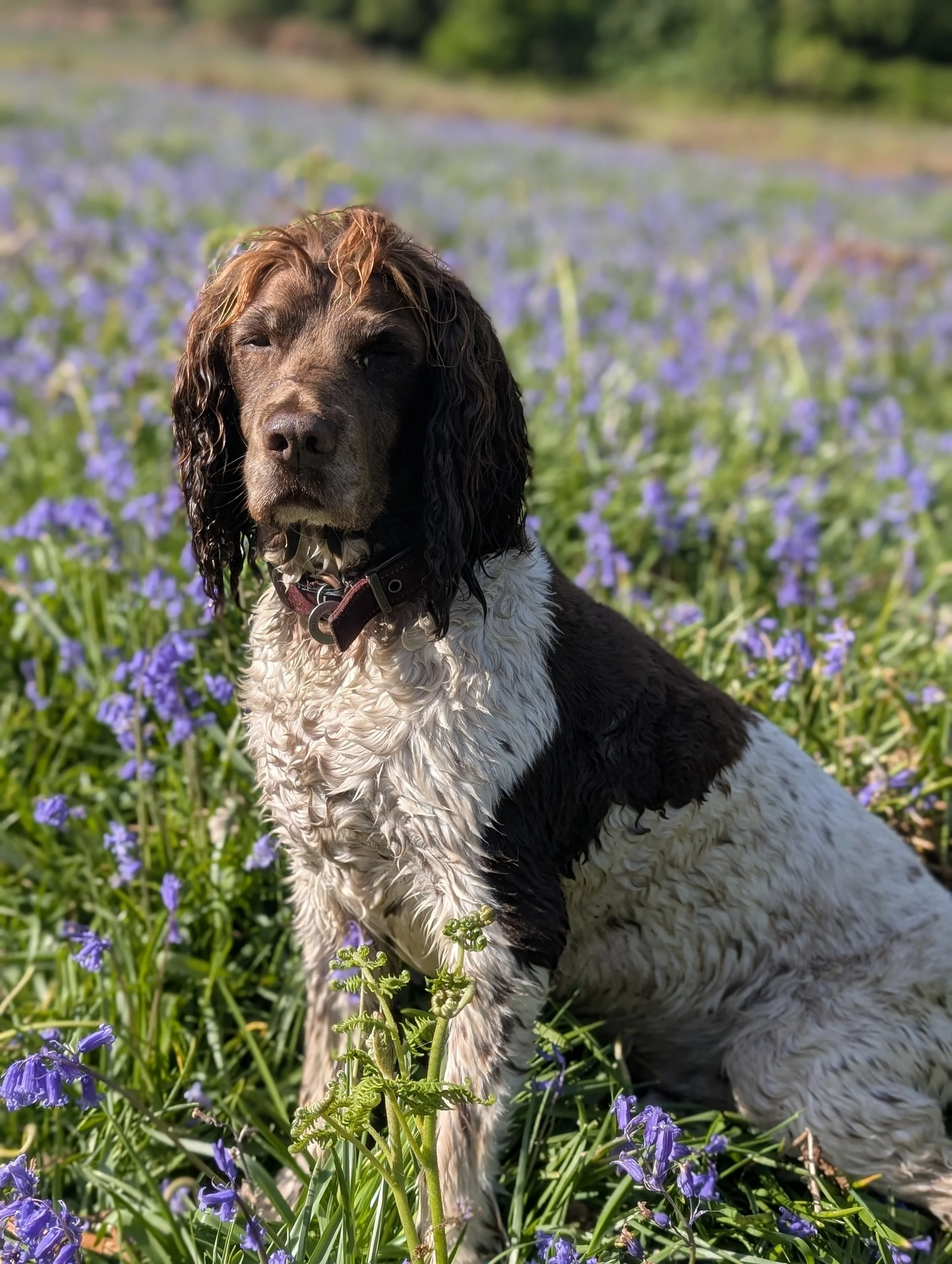 A dog with long, wet ears and a brown and black coat sitting in a field of purple flowers, with green trees in the background.