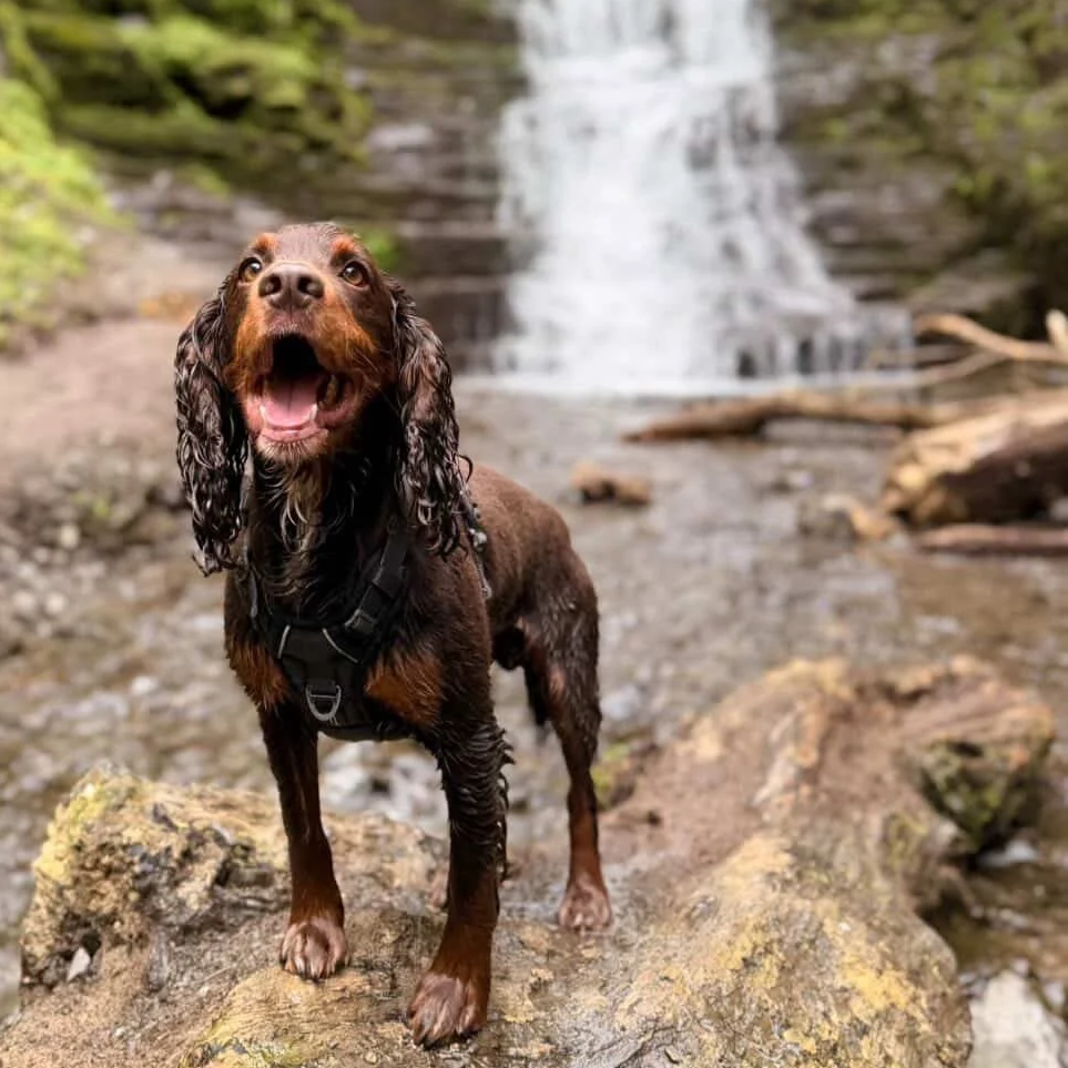 Wet dog, likely a spaniel, standing on a rock in front of a waterfall in a forest.