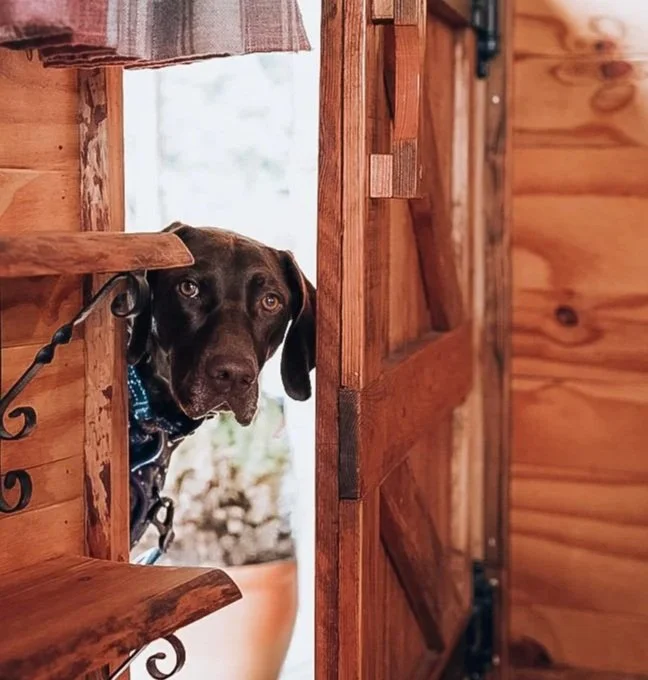 A brown dog with a blue collar peeking through a partially open wooden door of a cabin or shed.