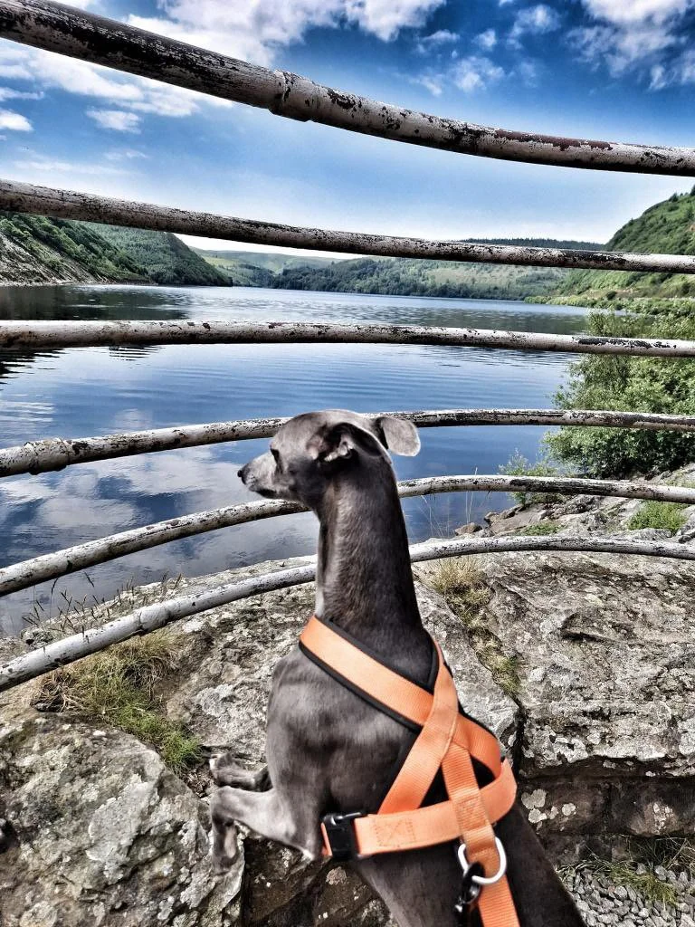 A small black and gray dog wearing an orange harness sits on rocks near a river, with a metal railing in front and green hills in the background under a partly cloudy sky.