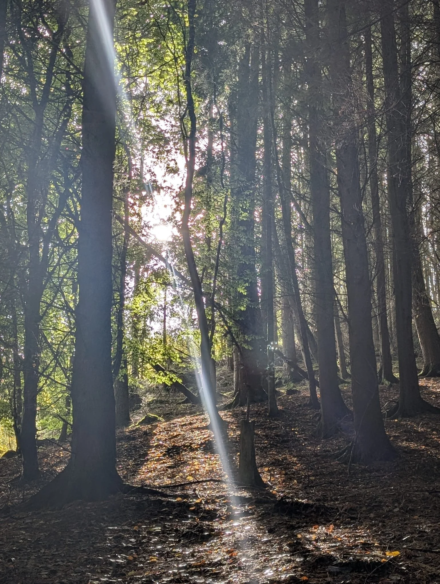 Sunlight filtering through woodland trees in the Elan Valley, creating a calm and peaceful setting for forest bathing in Mid Wales.