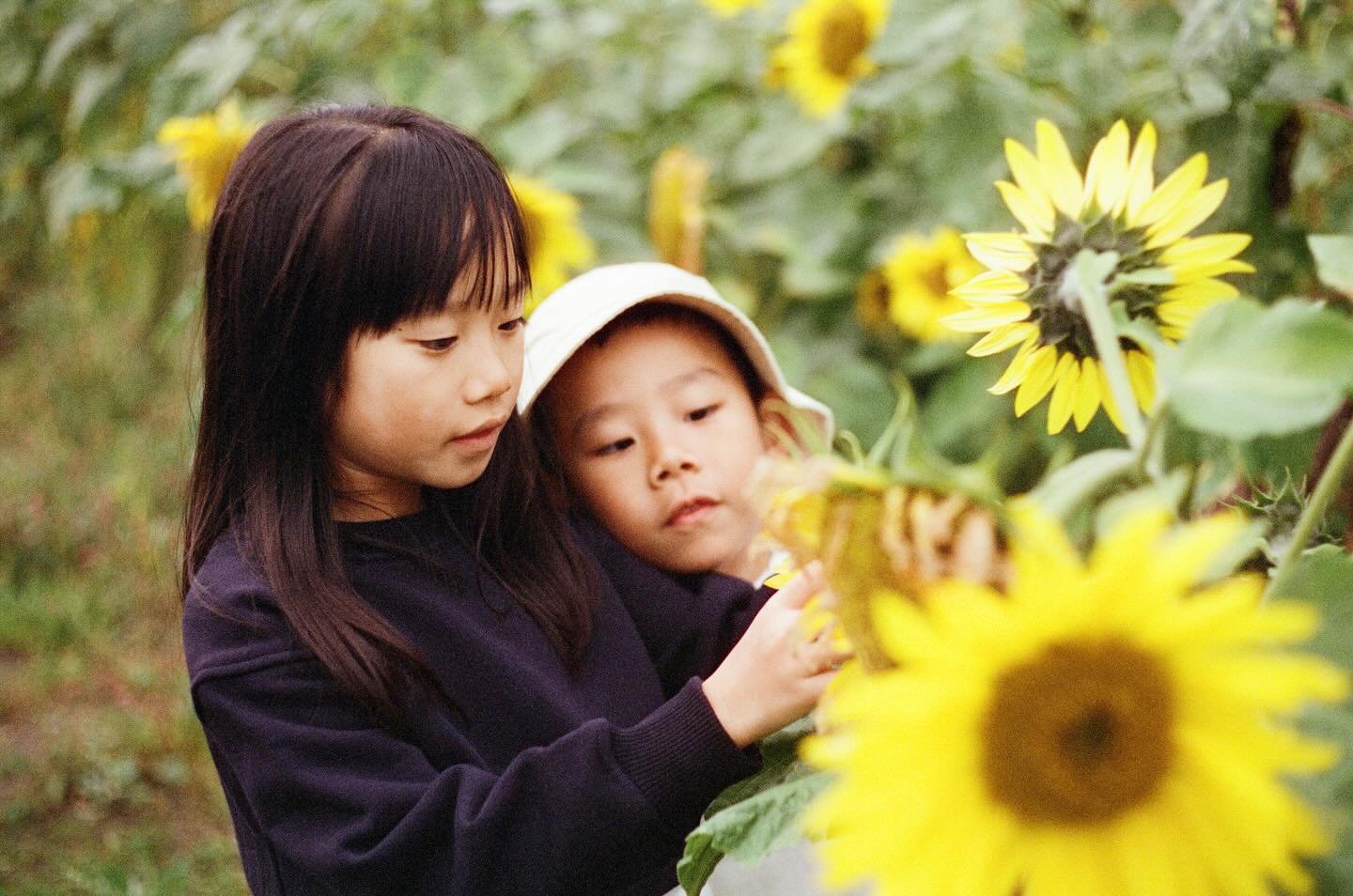 To explore is to learn. The last sunflowers featuring Alara and Kealan. An analogue story. #35mm #cinefim400D #sunflowers #childrenswear #childrensphotographer